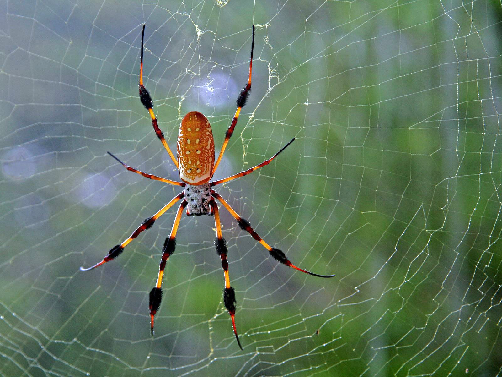306538 descargar imagen animales, araña, arañas: fondos de pantalla y protectores de pantalla gratis