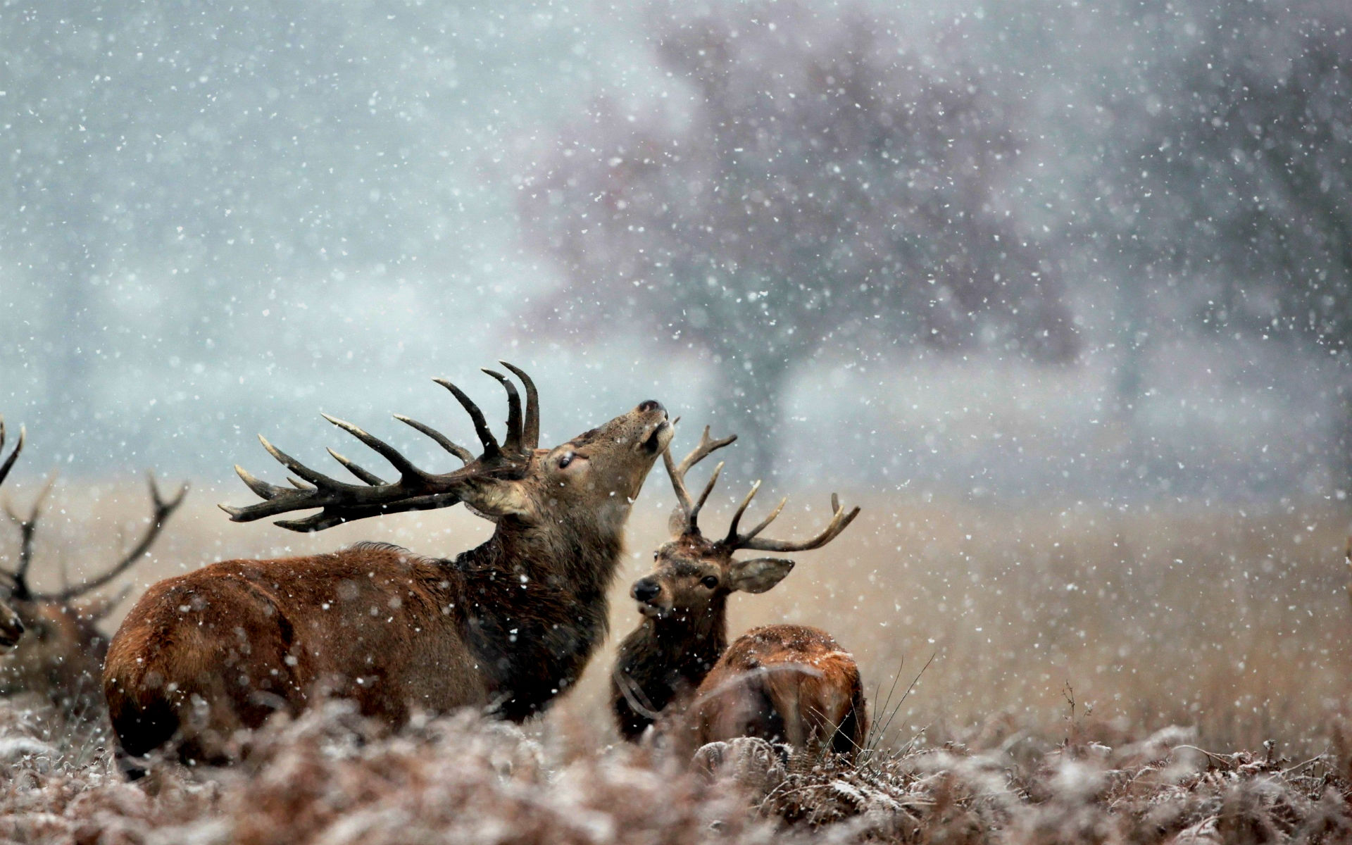 Handy-Wallpaper Tiere, Hirsch kostenlos herunterladen.