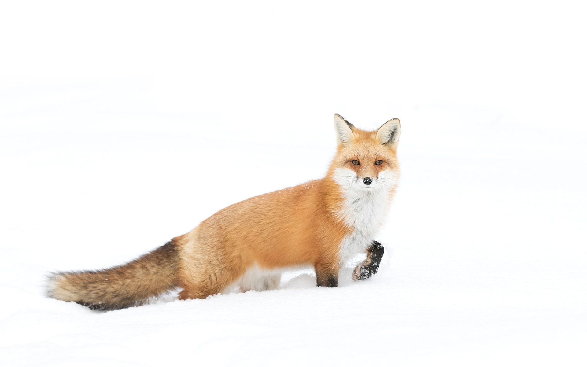 Free download wallpaper Winter, Fox, Animal on your PC desktop