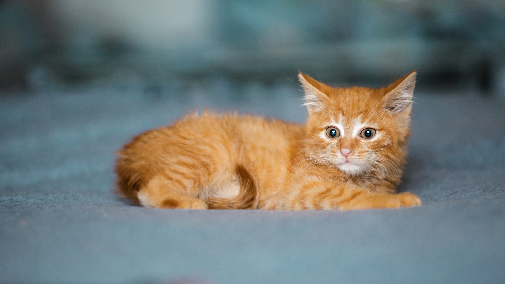 Baixe gratuitamente a imagem Animais, Gatos, Gato, Gatinho, Animal Bebê na área de trabalho do seu PC