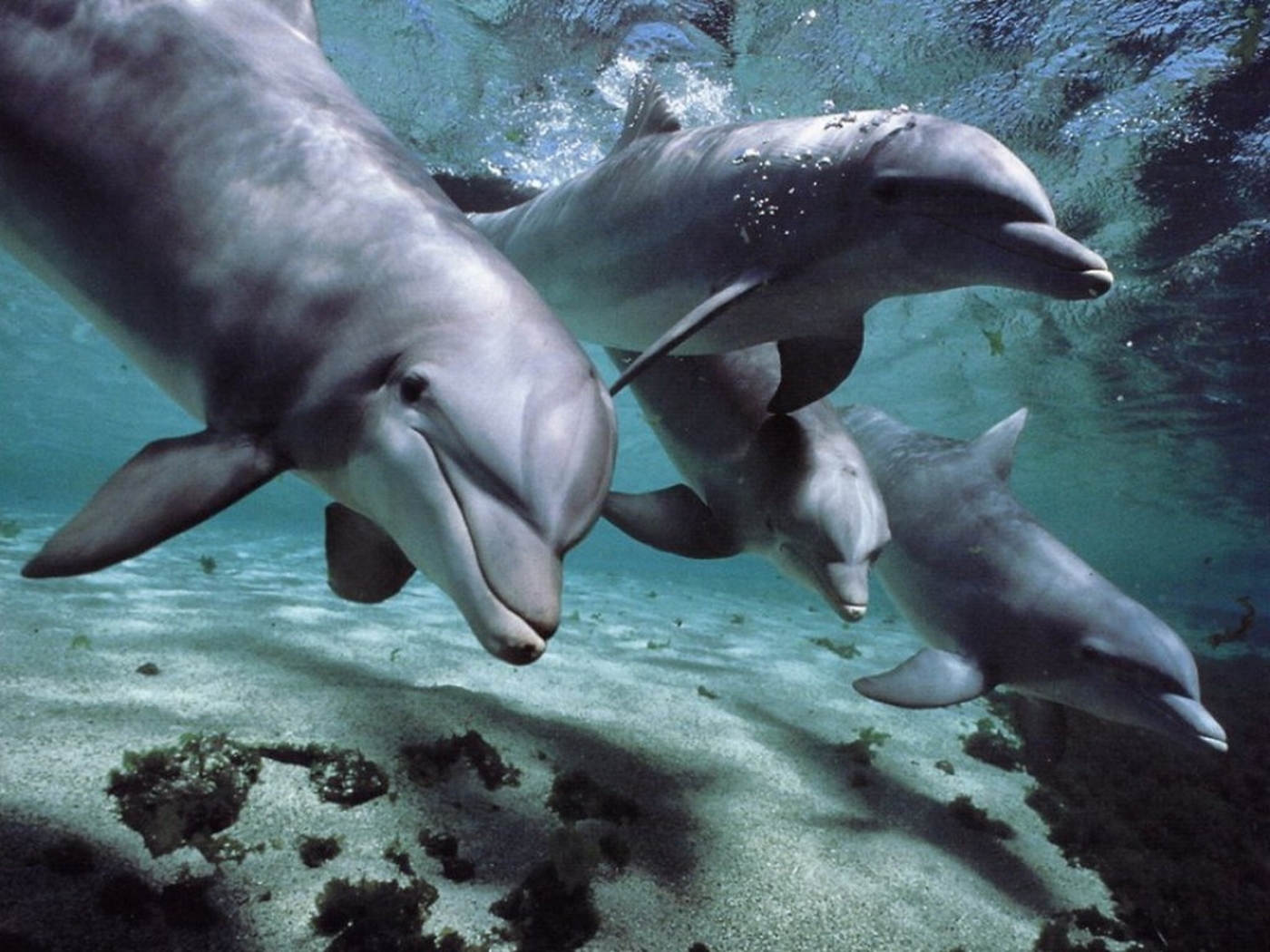 31495 скачать обои дельфины, животные - заставки и картинки бесплатно