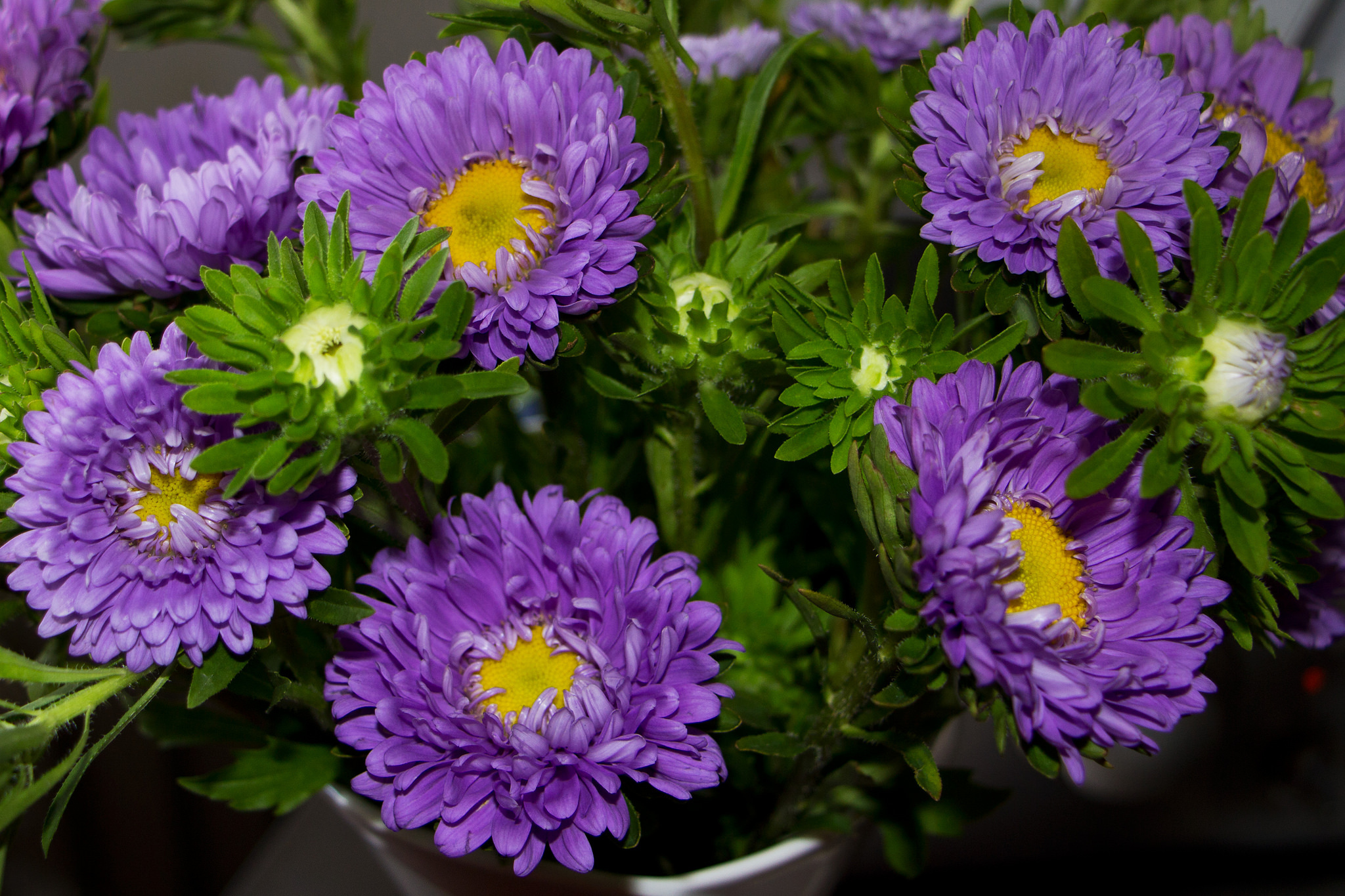 Téléchargez gratuitement l'image Fleurs, Fleur, Terre/nature sur le bureau de votre PC