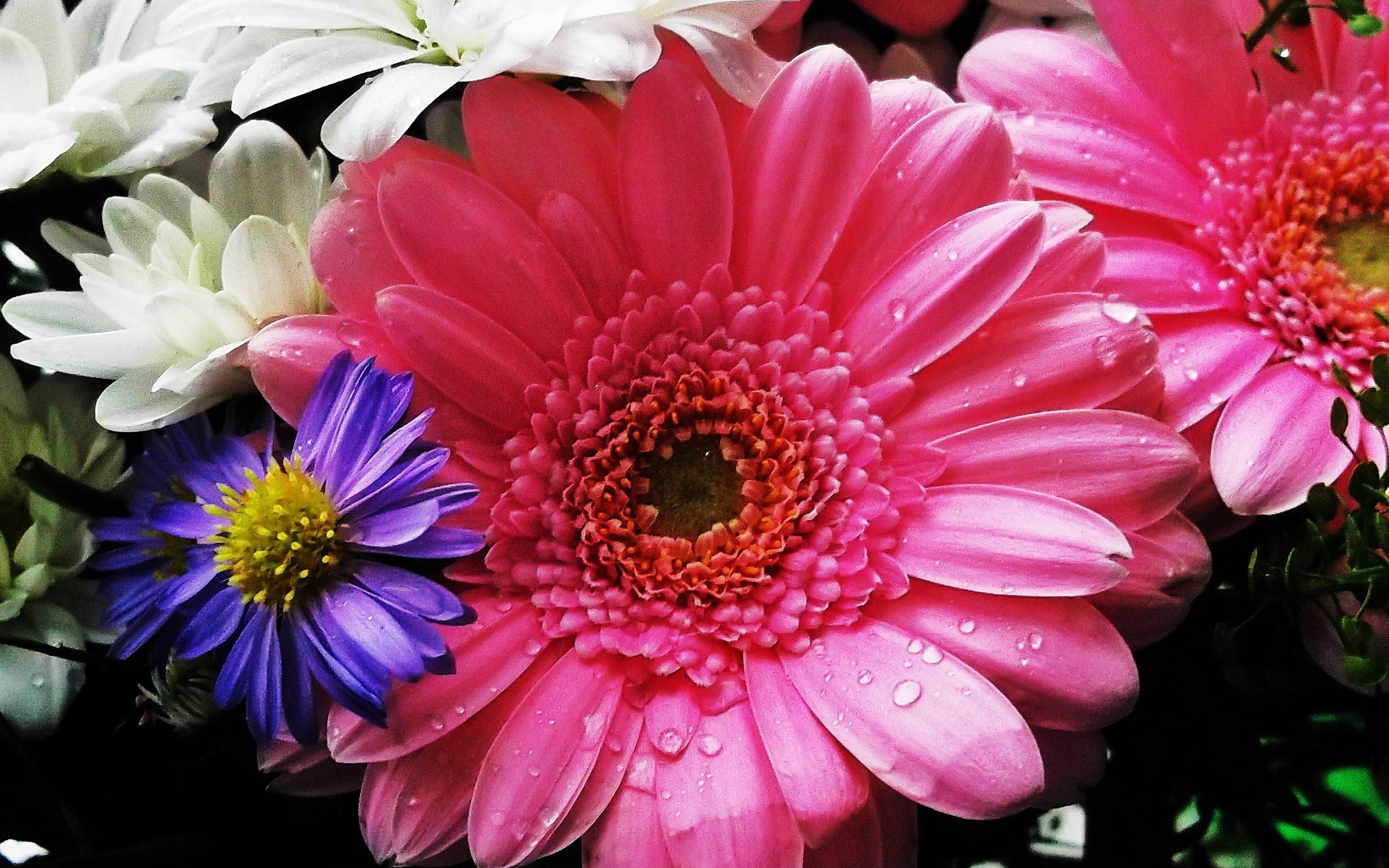 Handy-Wallpaper Blumen, Gerbera, Blume, Farben, Bunt, Gänseblümchen, Wassertropfen, Erde/natur, Pinke Blume kostenlos herunterladen.