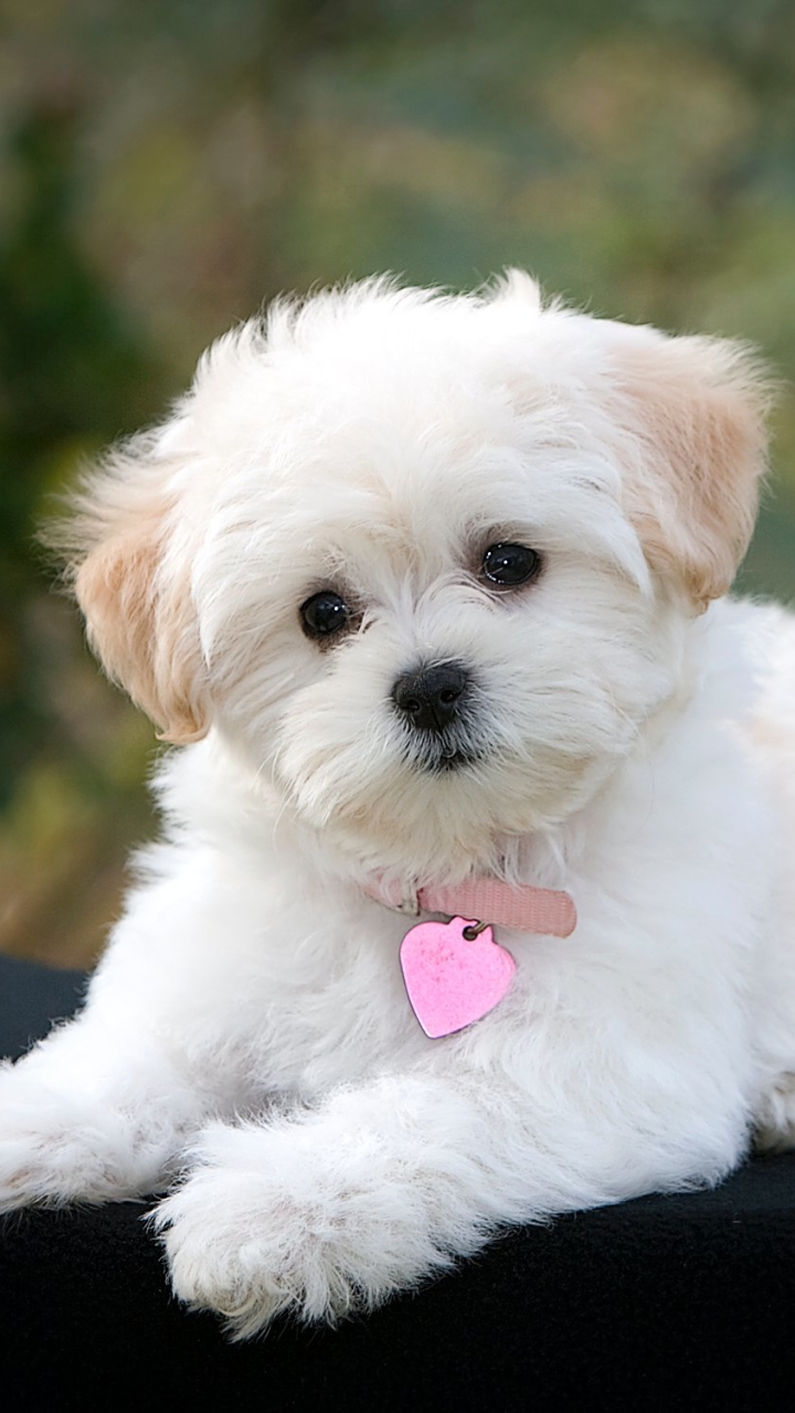 Download mobile wallpaper Dogs, Dog, Animal, Puppy, Cute, Maltese for free.