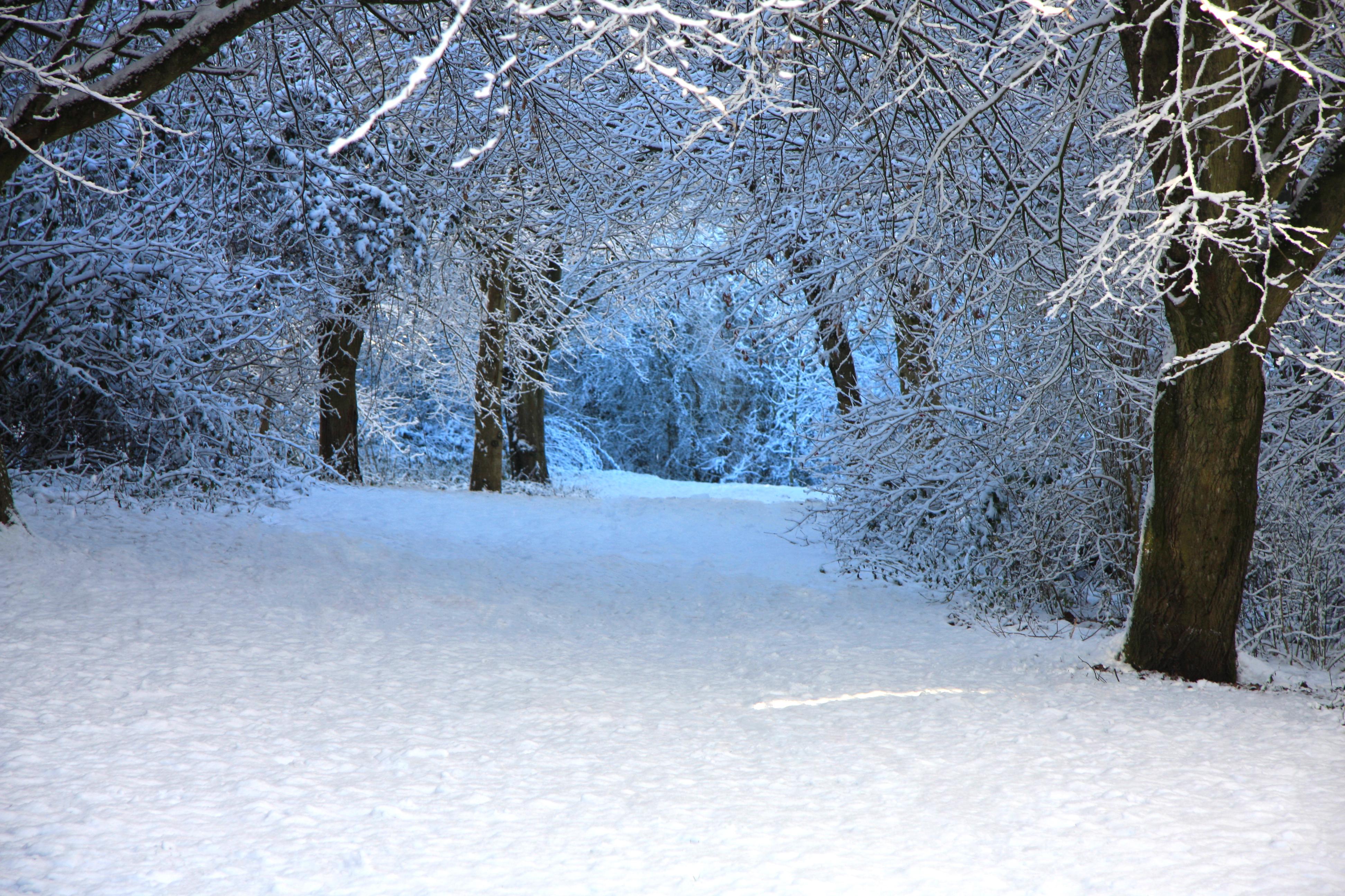 Descarga gratuita de fondo de pantalla para móvil de Invierno, Nieve, Bosque, Árbol, Tierra/naturaleza.