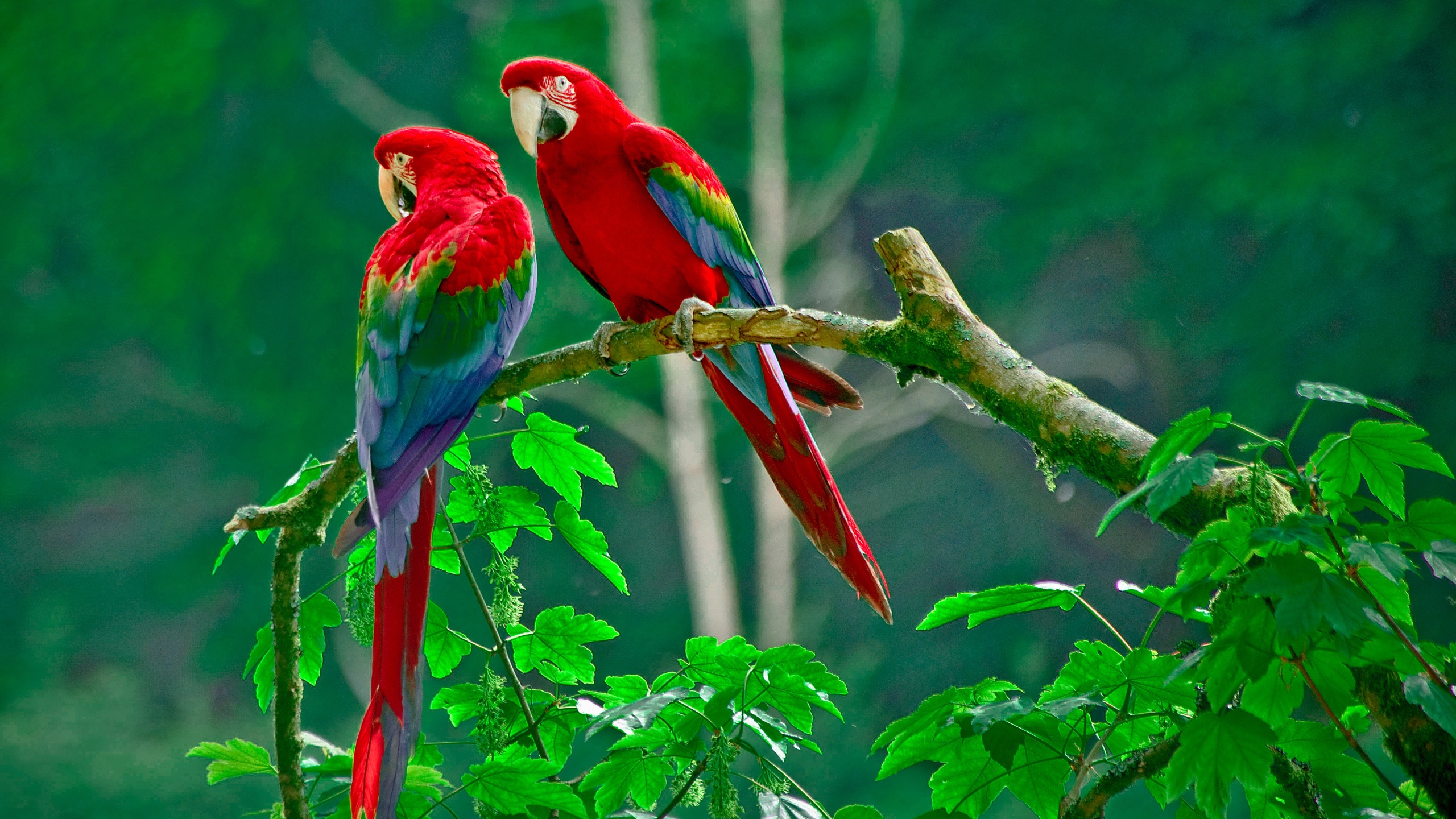 Download mobile wallpaper Animal, Red And Green Macaw for free.