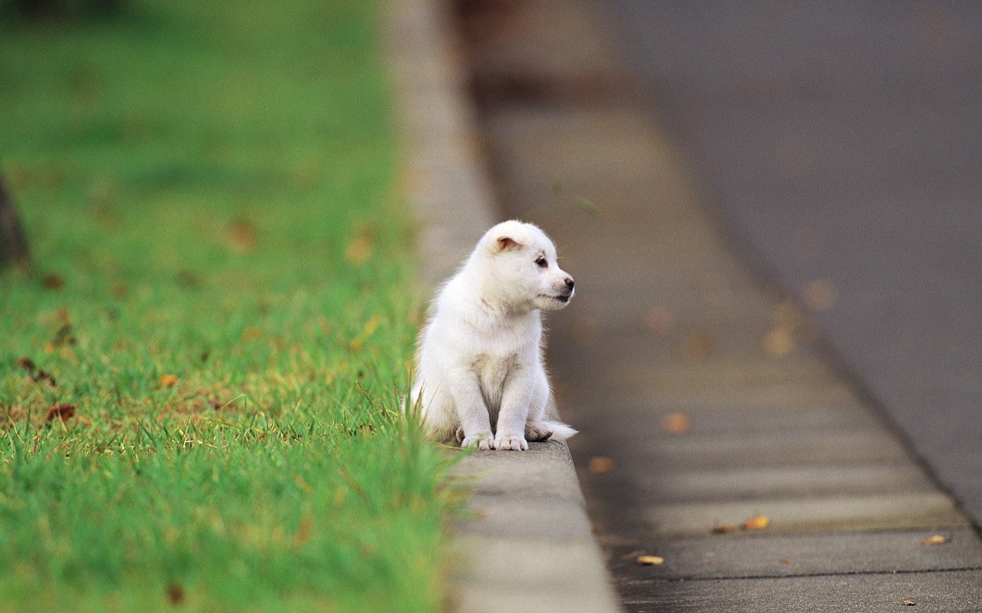 Download mobile wallpaper Sit, Animals, Kid, Tot, Road, Puppy for free.