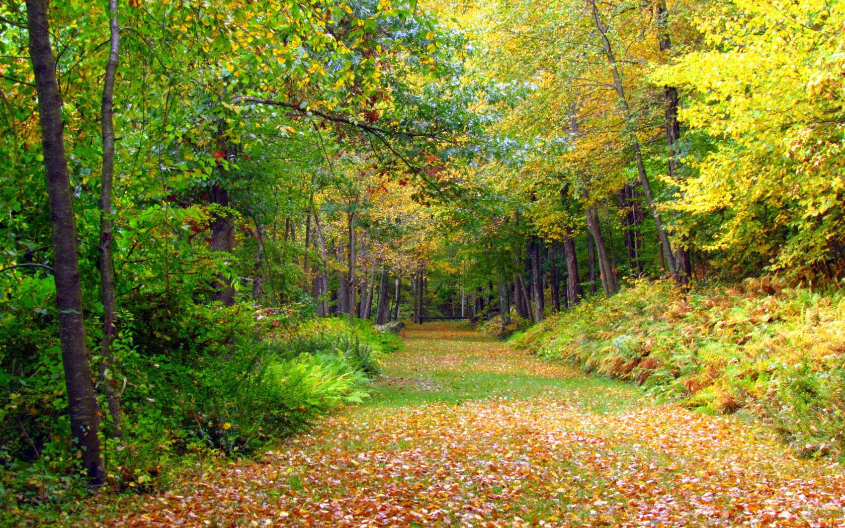 112878 descargar fondo de pantalla naturaleza, árboles, otoño, follaje: protectores de pantalla e imágenes gratis