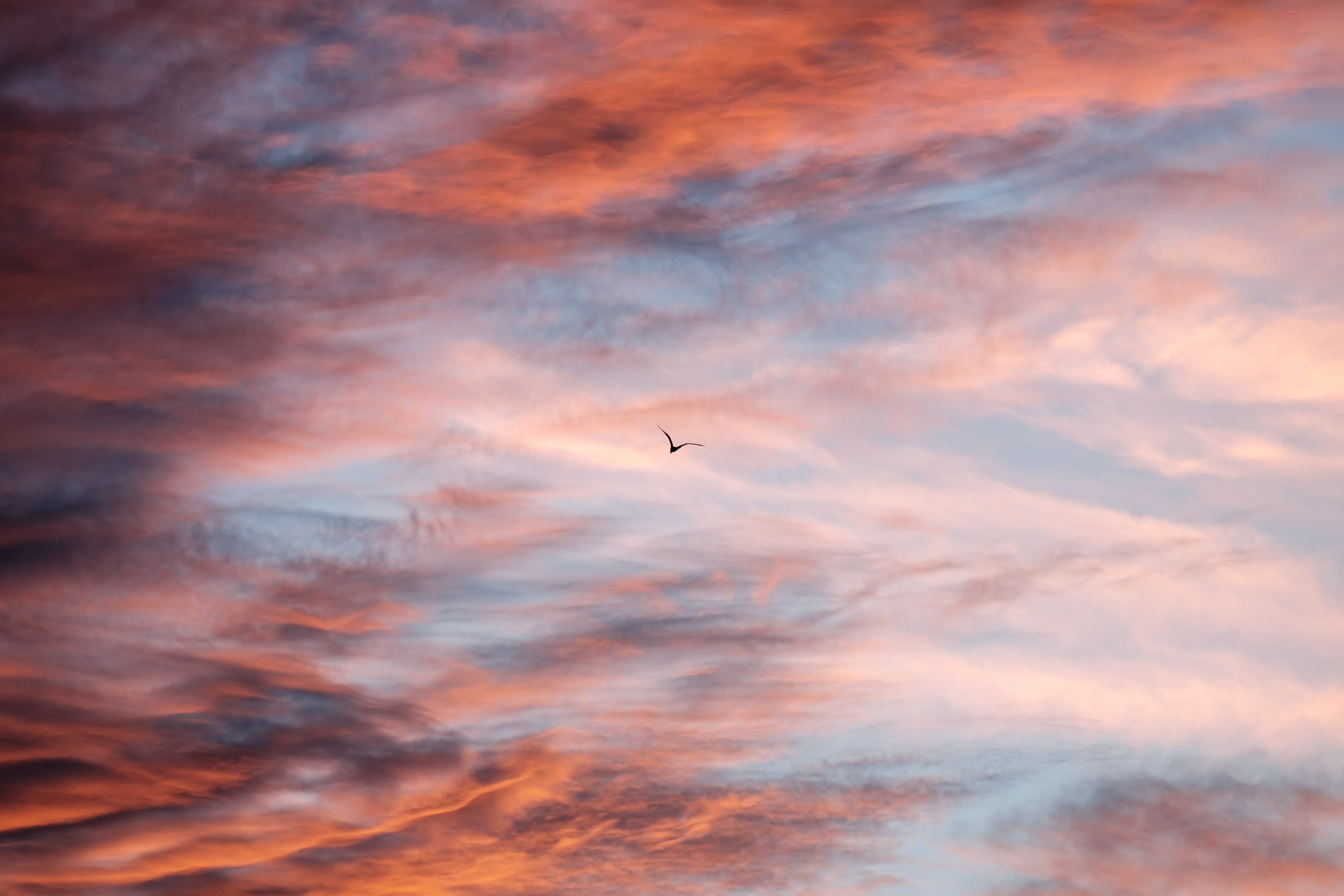 Скачать обои бесплатно Небо, Природа, Полет, Птица, Облака картинка на рабочий стол ПК