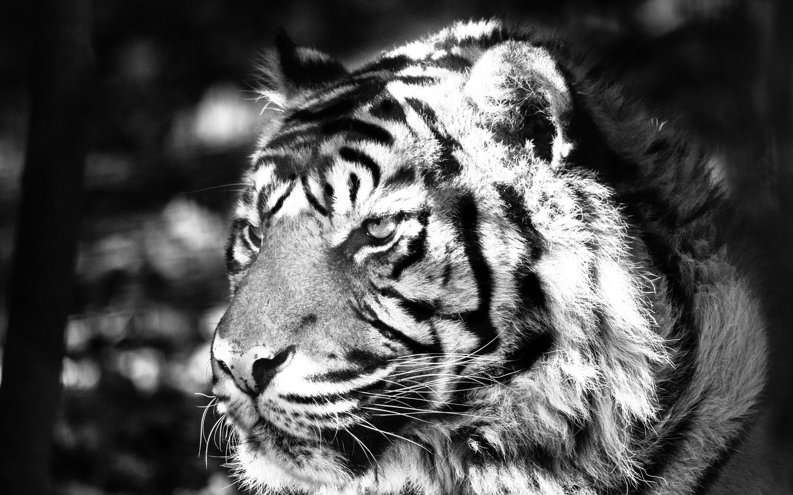 Download mobile wallpaper Tiger, Striped, Animals, Cat for free.