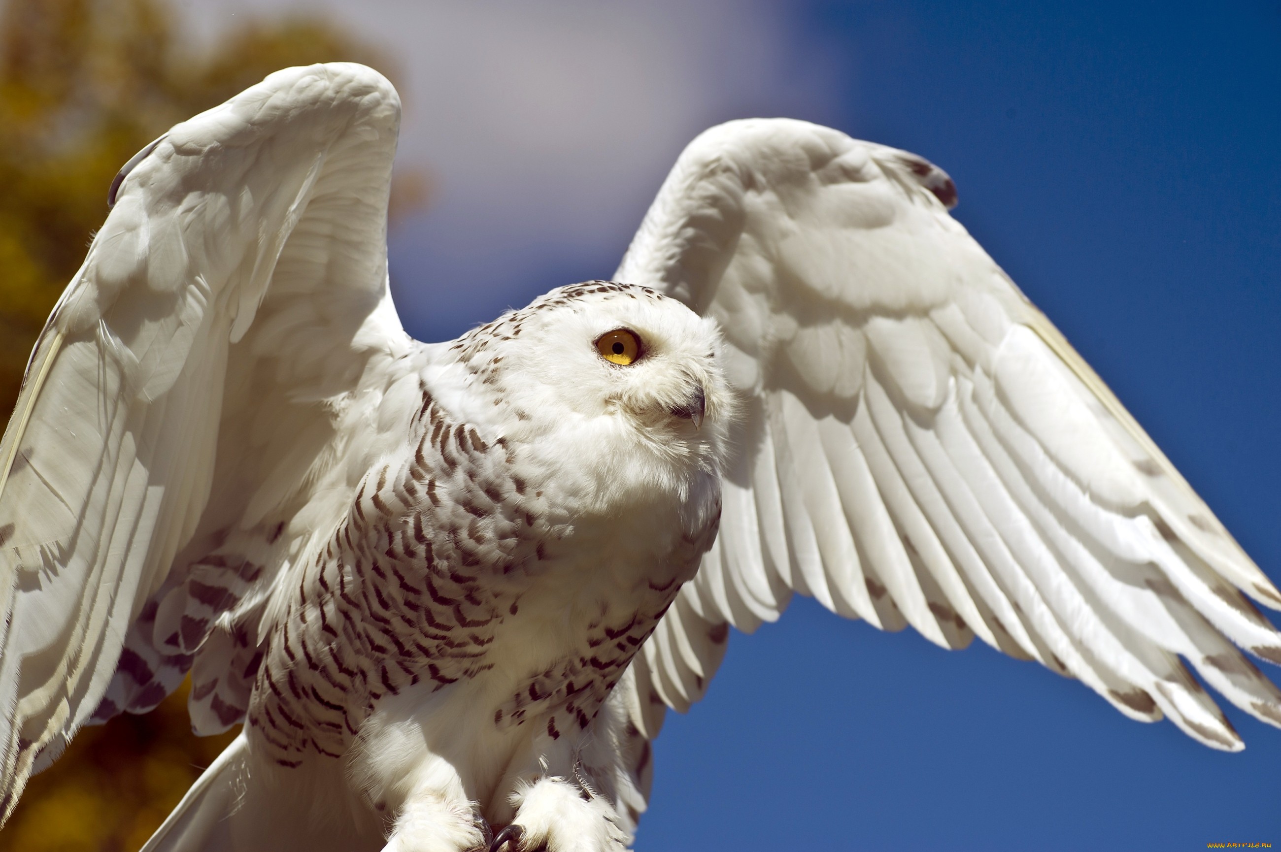 Download mobile wallpaper Birds, Animal, Snowy Owl for free.