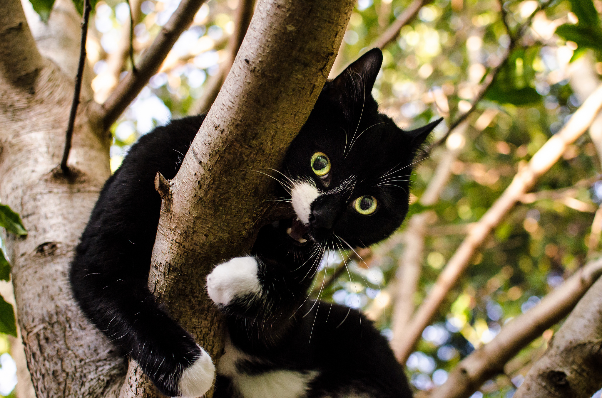 Laden Sie das Tiere, Katzen, Katze-Bild kostenlos auf Ihren PC-Desktop herunter