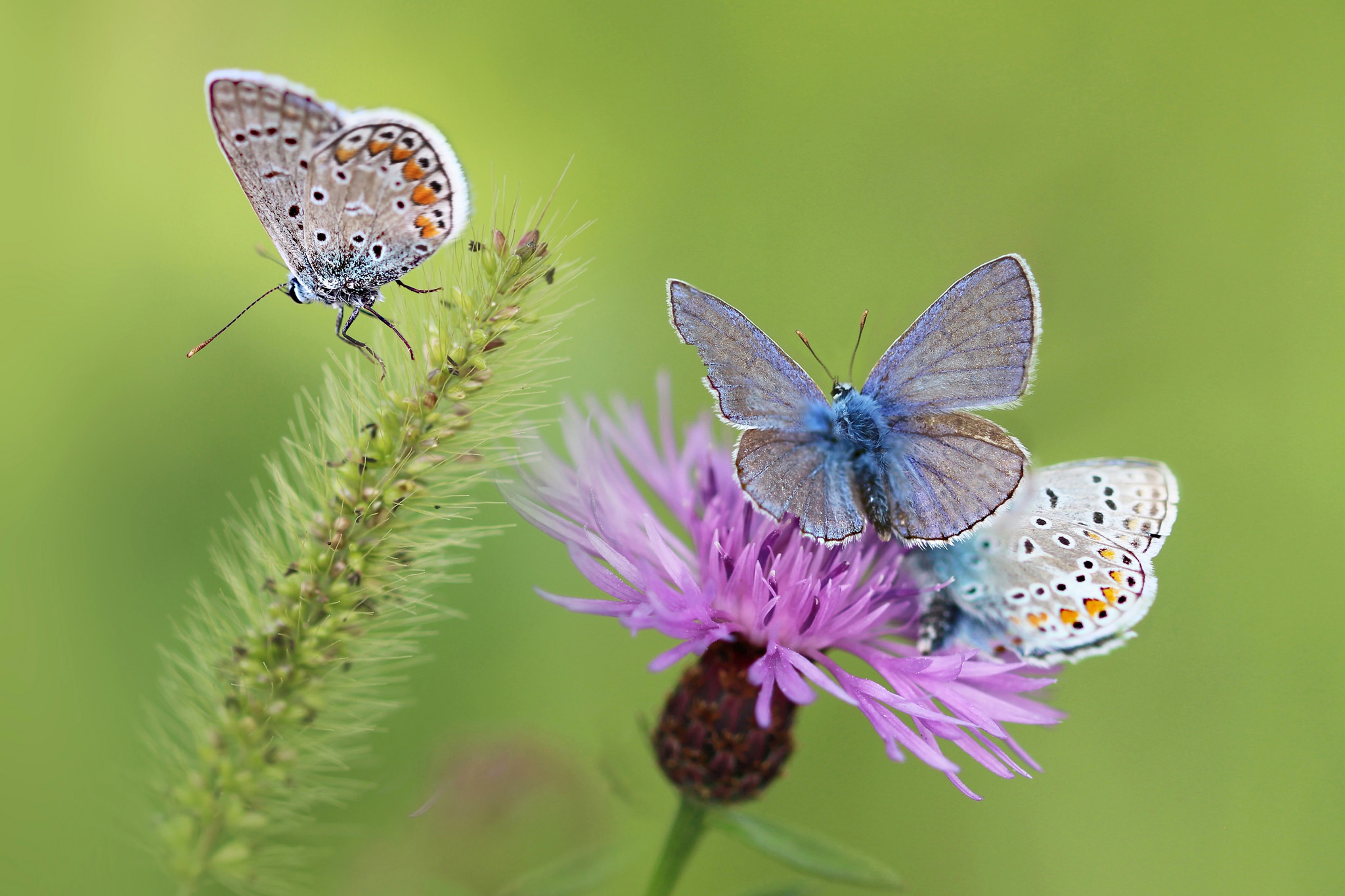 Download mobile wallpaper Macro, Insect, Butterfly, Animal, Pink Flower for free.