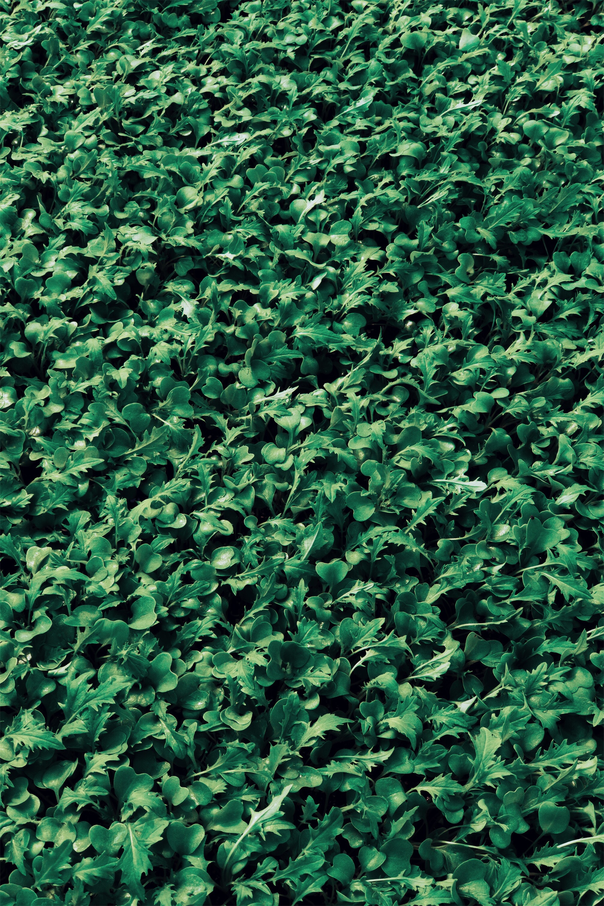 Handy-Wallpaper Blätter, Natur, Grass, Pflanzen kostenlos herunterladen.