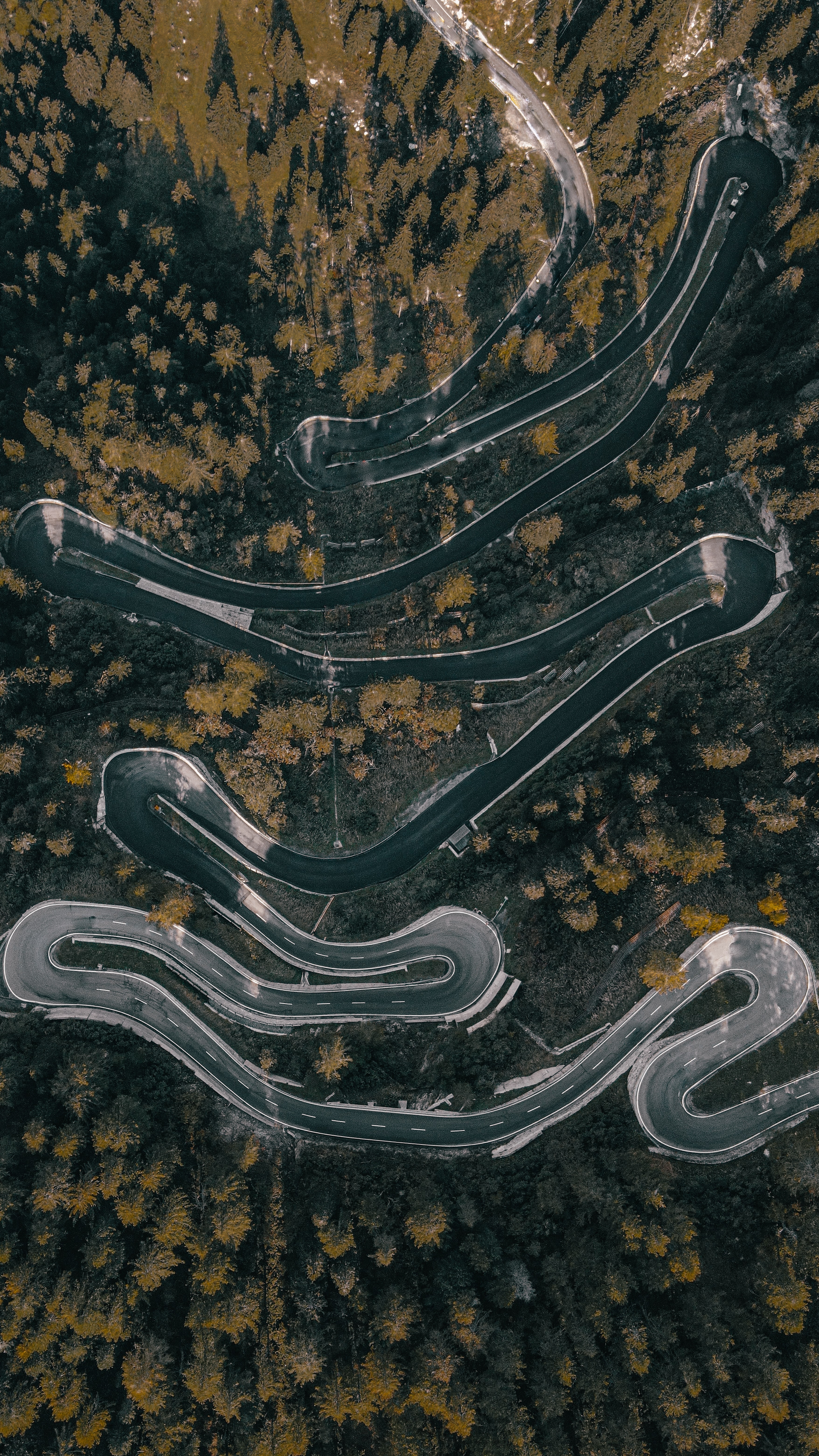 nature, trees, view from above, road, markup, forest, winding, sinuous