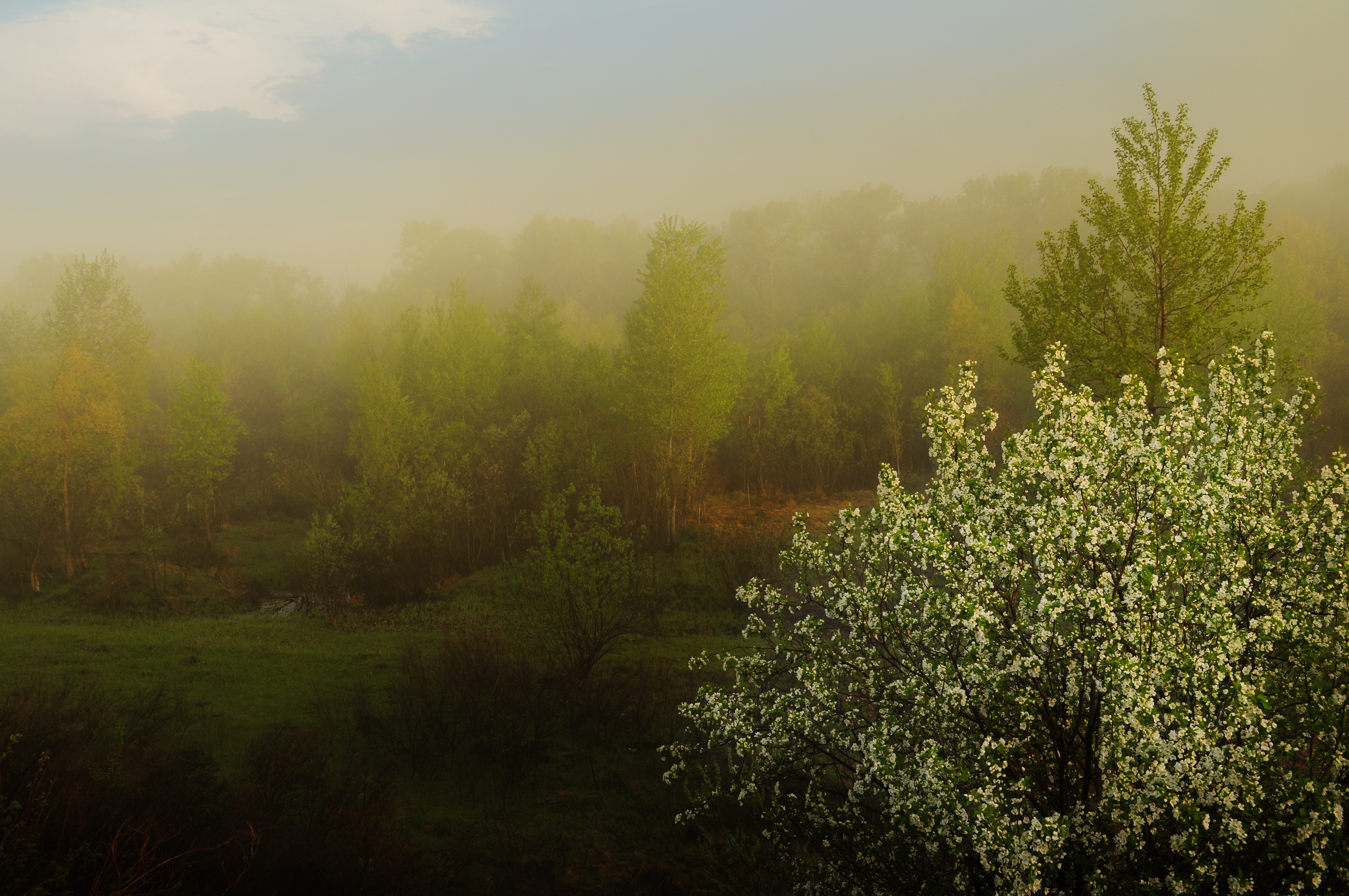 Baixe gratuitamente a imagem Árvore, Floração, Campo, Primavera, Terra/natureza, Neblina na área de trabalho do seu PC