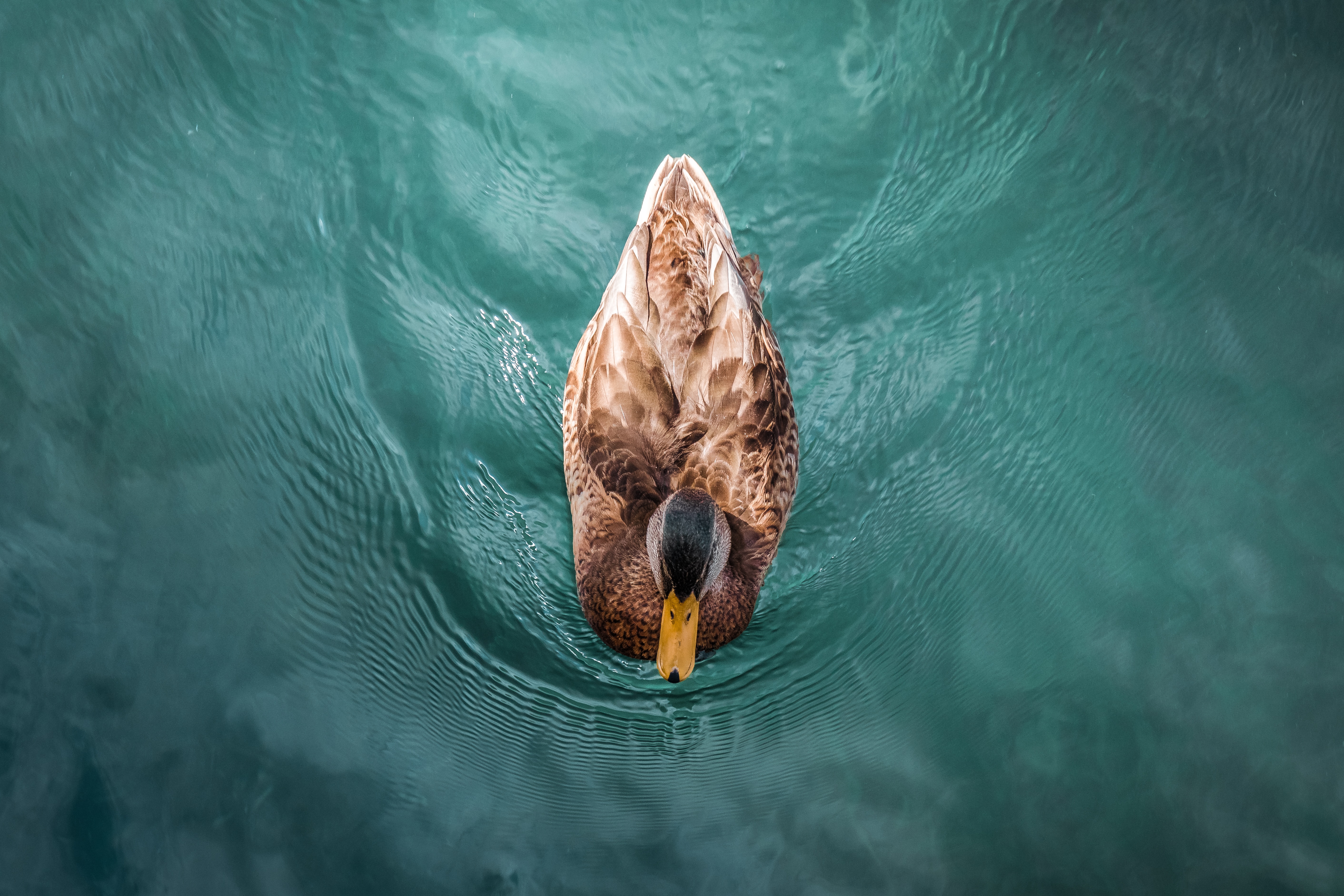 duck, animals, water, bird, to swim, swim High Definition image