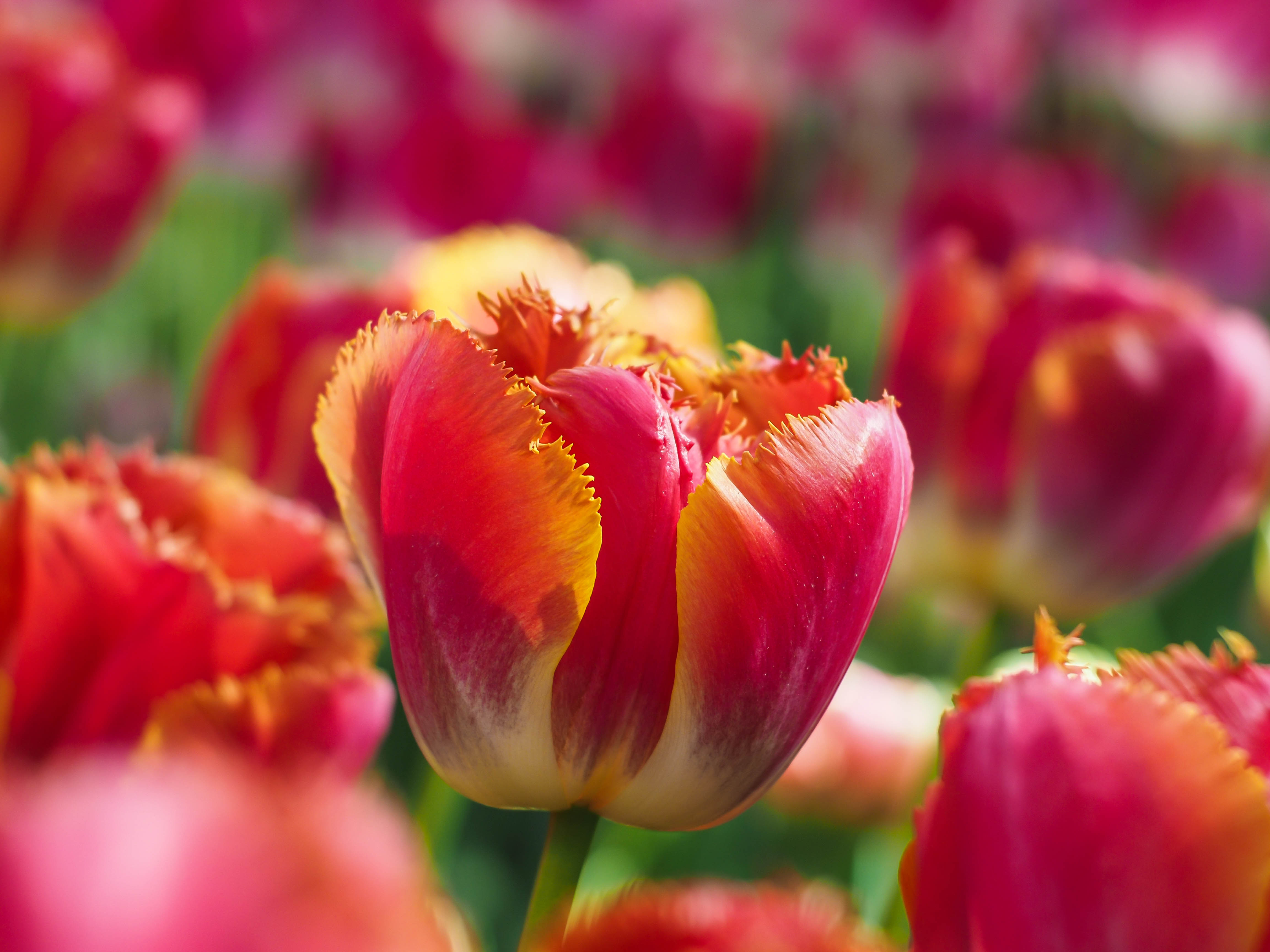 Download mobile wallpaper Nature, Flowers, Flower, Bud, Blur, Close Up, Earth, Tulip for free.