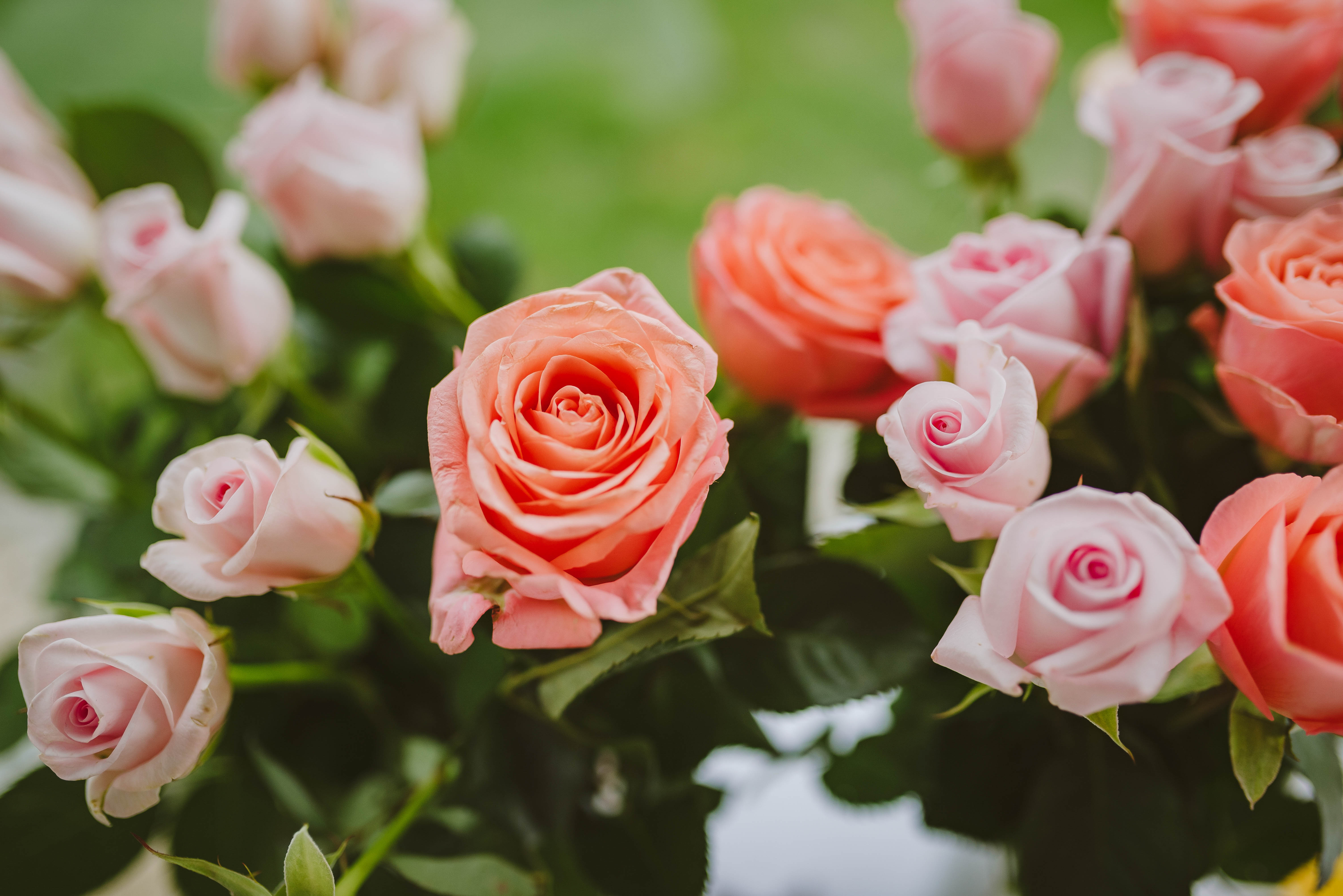 Скачать обои бесплатно Цветы, Растение, Розовый, Розы, Цветение картинка на рабочий стол ПК