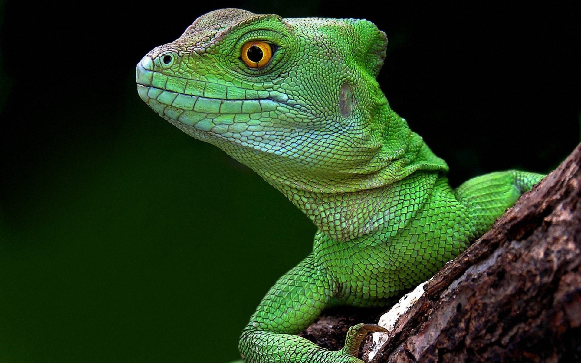 Download mobile wallpaper Basilisk, Lizard, Reptiles, Animal for free.