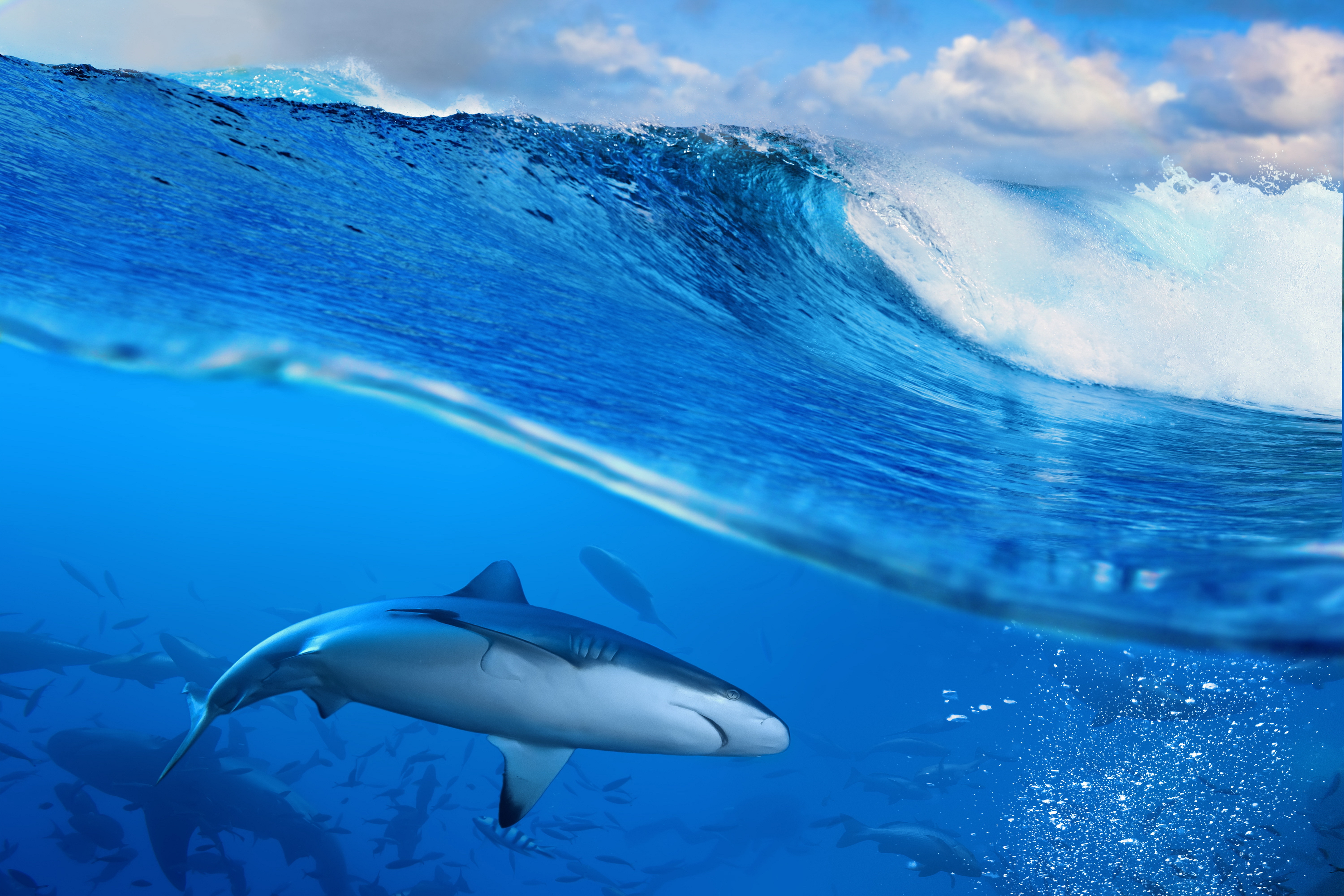 Скачать обои бесплатно Животные, Акулы, Акула картинка на рабочий стол ПК