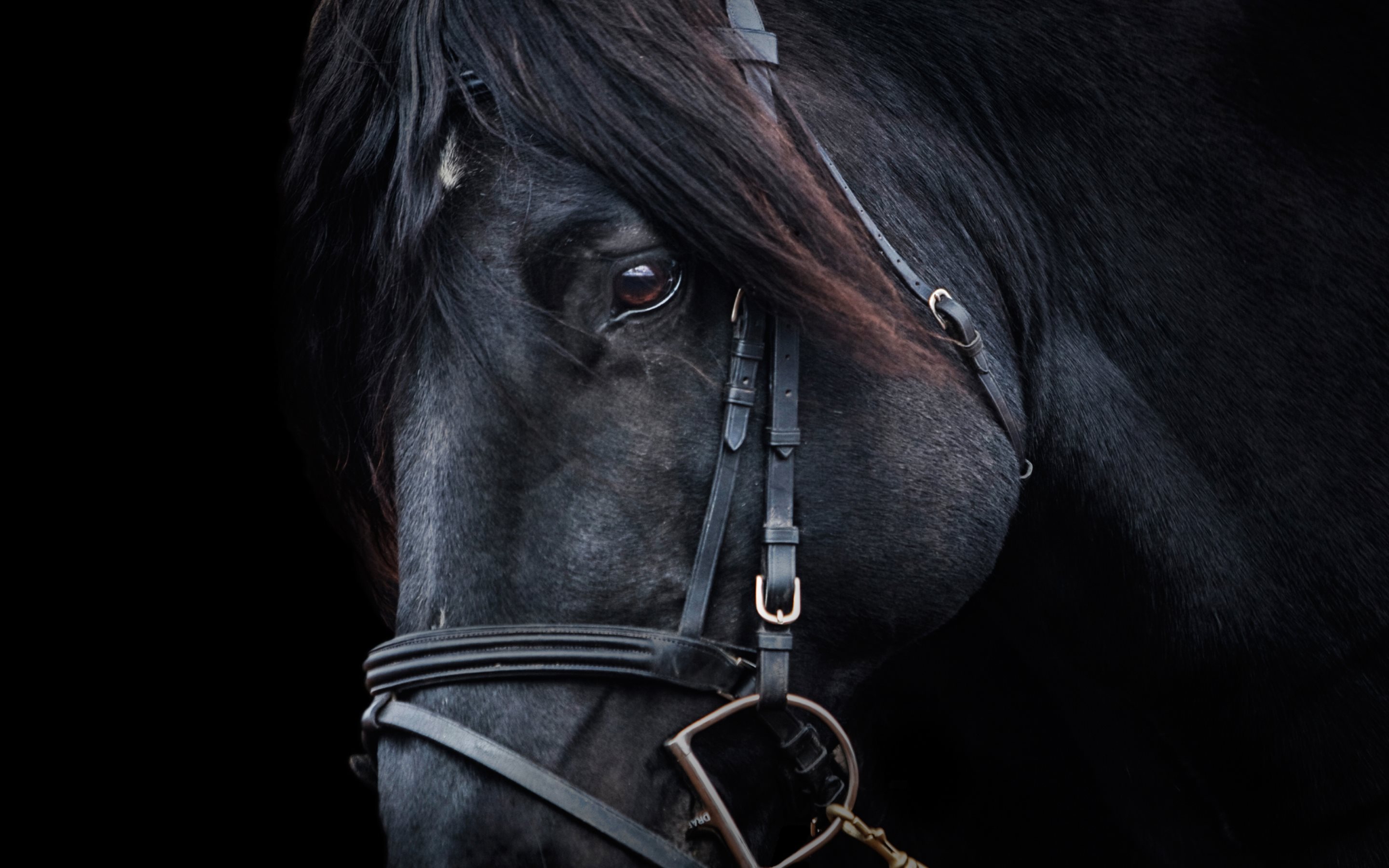 black, animal, horse, portrait