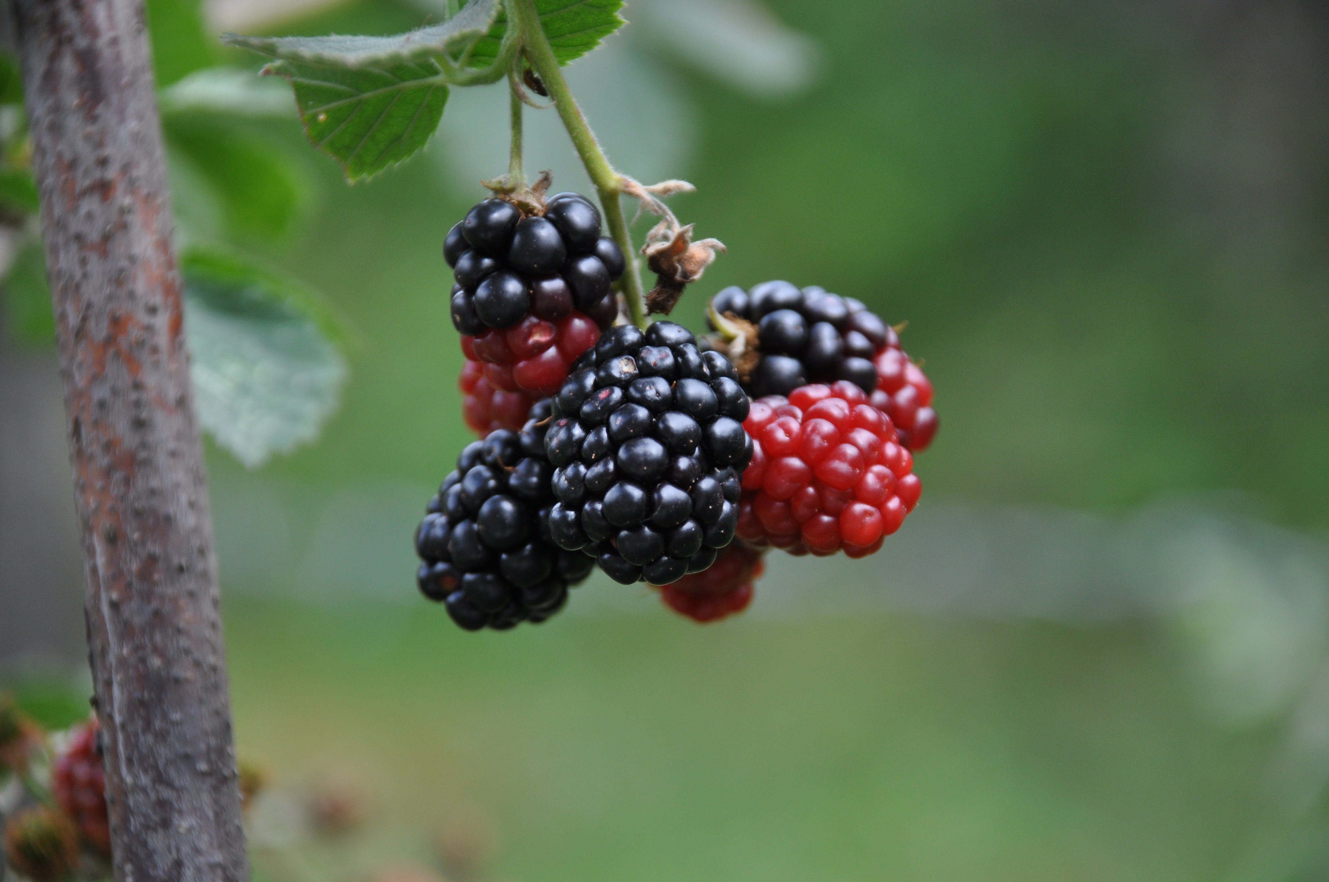 Free download wallpaper Food, Berries, Branch, Blackberry on your PC desktop