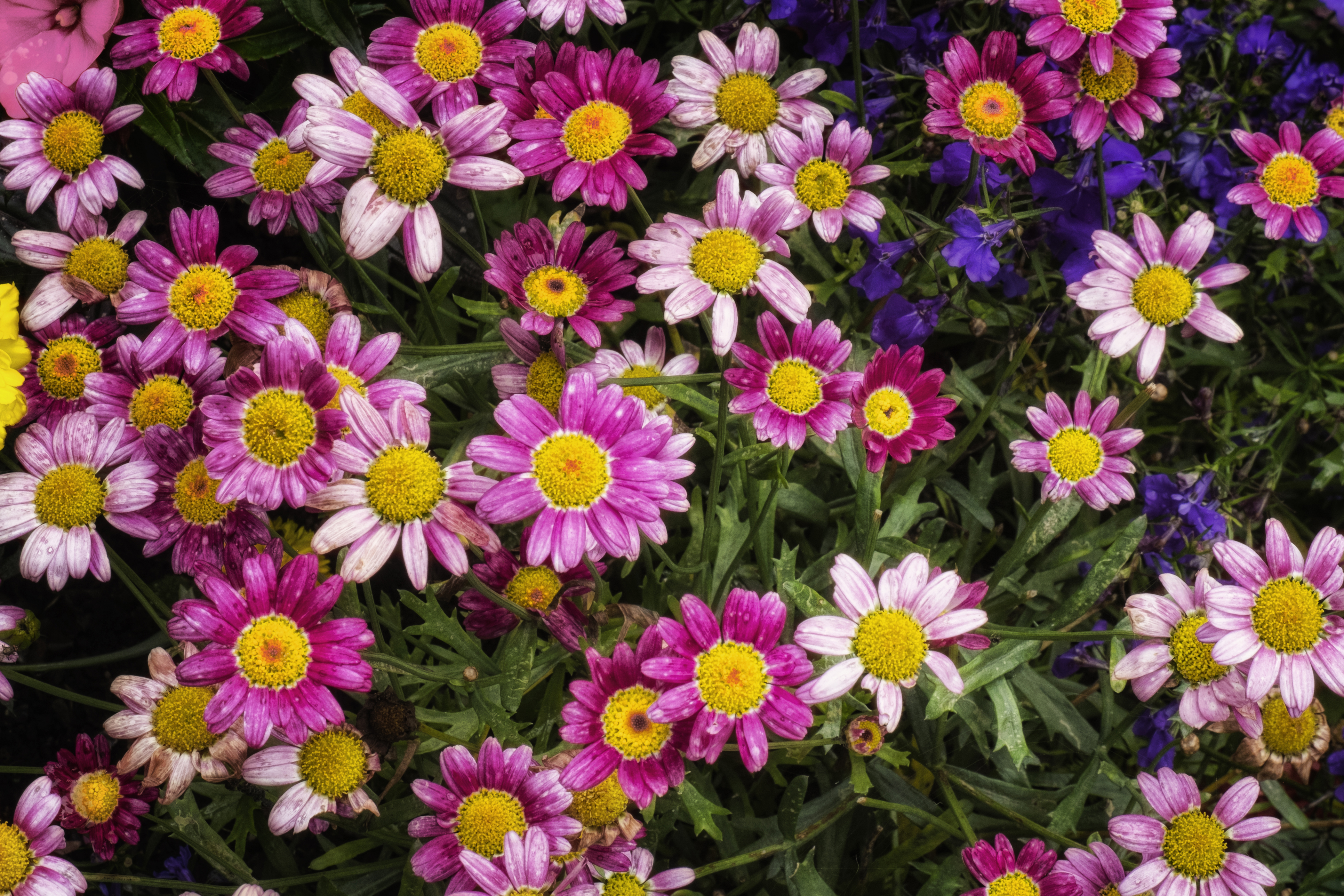無料モバイル壁紙自然, フラワーズ, 菊, 花, 地球, ピンクの花をダウンロードします。