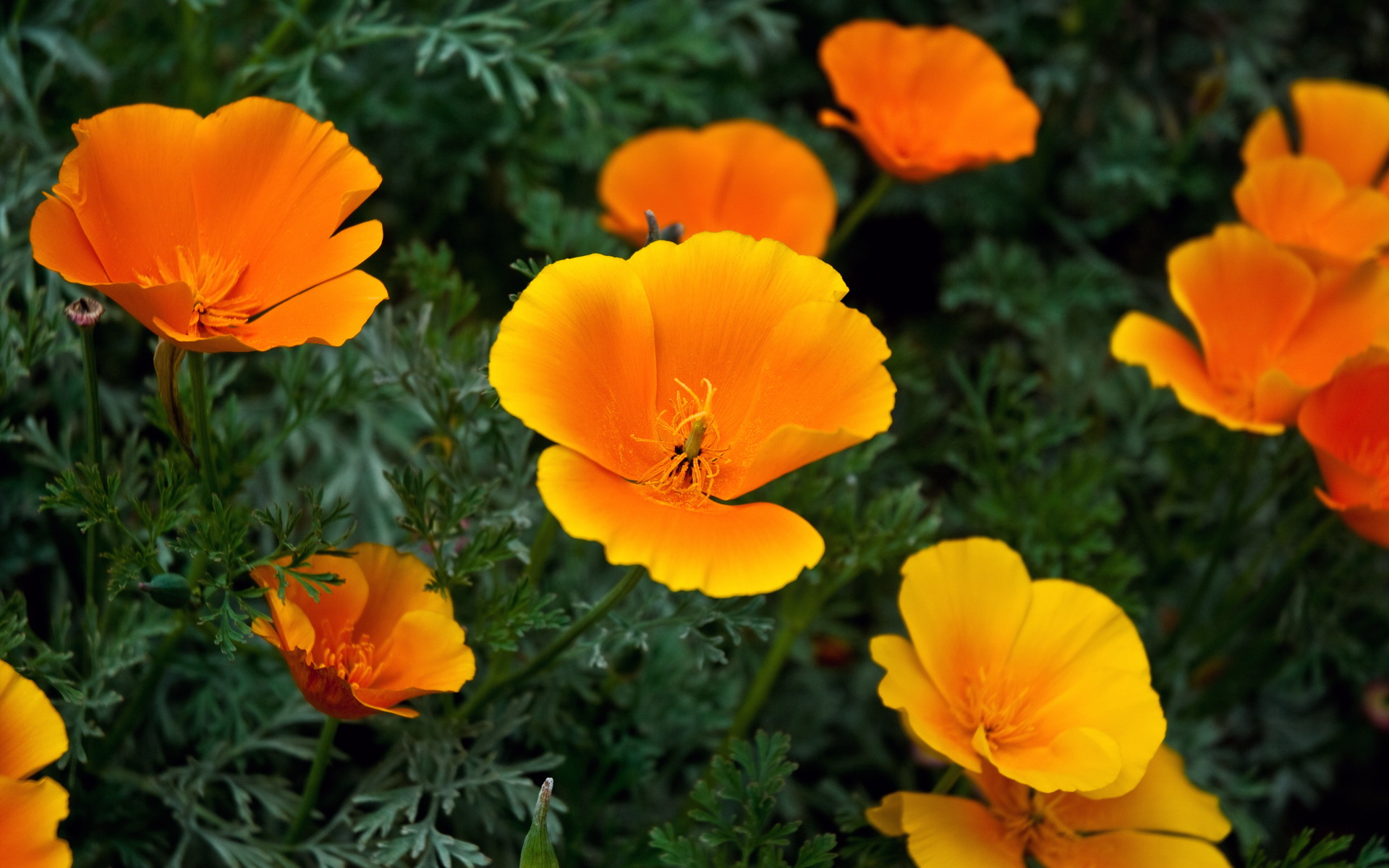 Laden Sie das Mohn, Erde/natur-Bild kostenlos auf Ihren PC-Desktop herunter