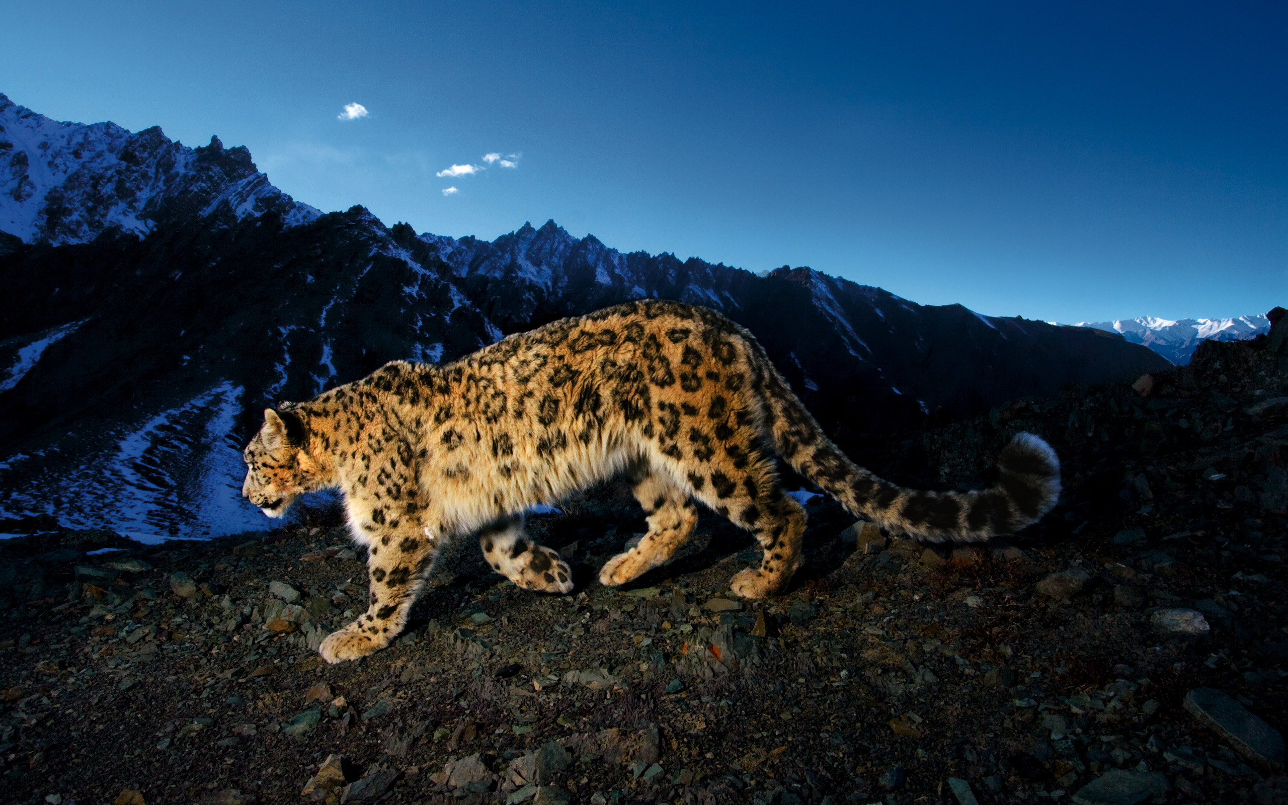 523134 baixar papel de parede animais, leopardo das neves, gatos - protetores de tela e imagens gratuitamente