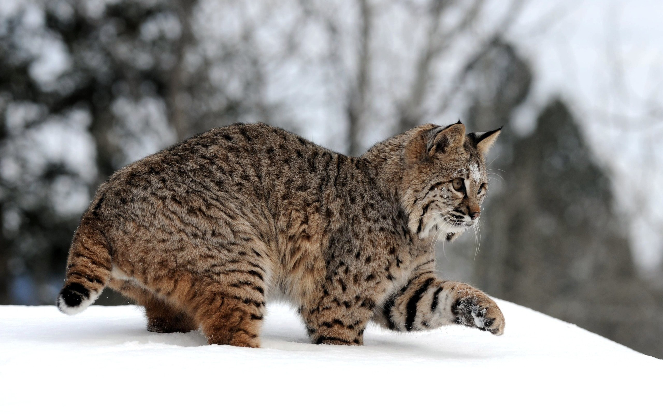 animal, lynx, snow, cats