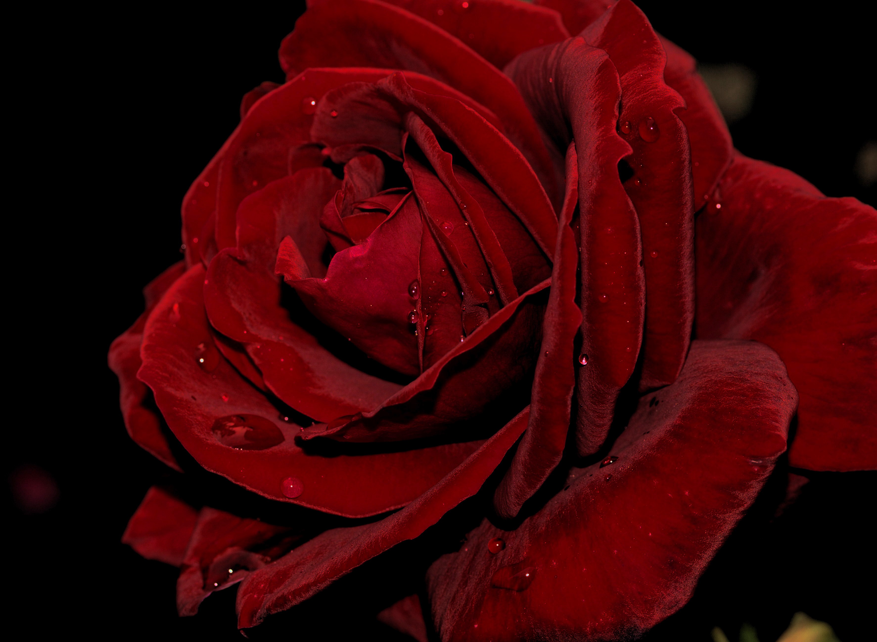 Завантажити шпалери безкоштовно Квіти, Краплі, Роза, Пелюстки, Брунька, Троянда, Бутон картинка на робочий стіл ПК