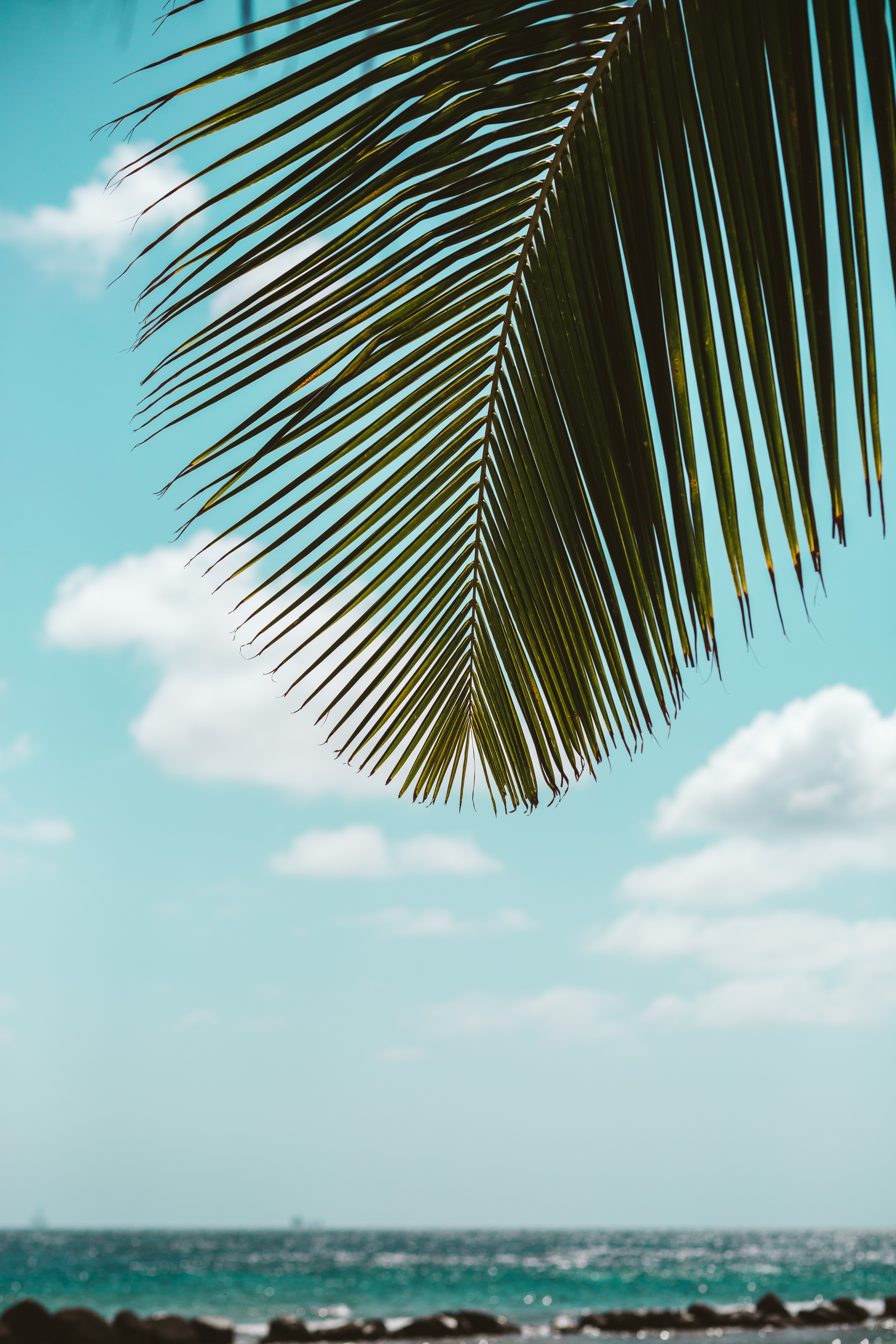 Download mobile wallpaper Leaves, Palm, Sea, Nature, Tropics, Beach for free.