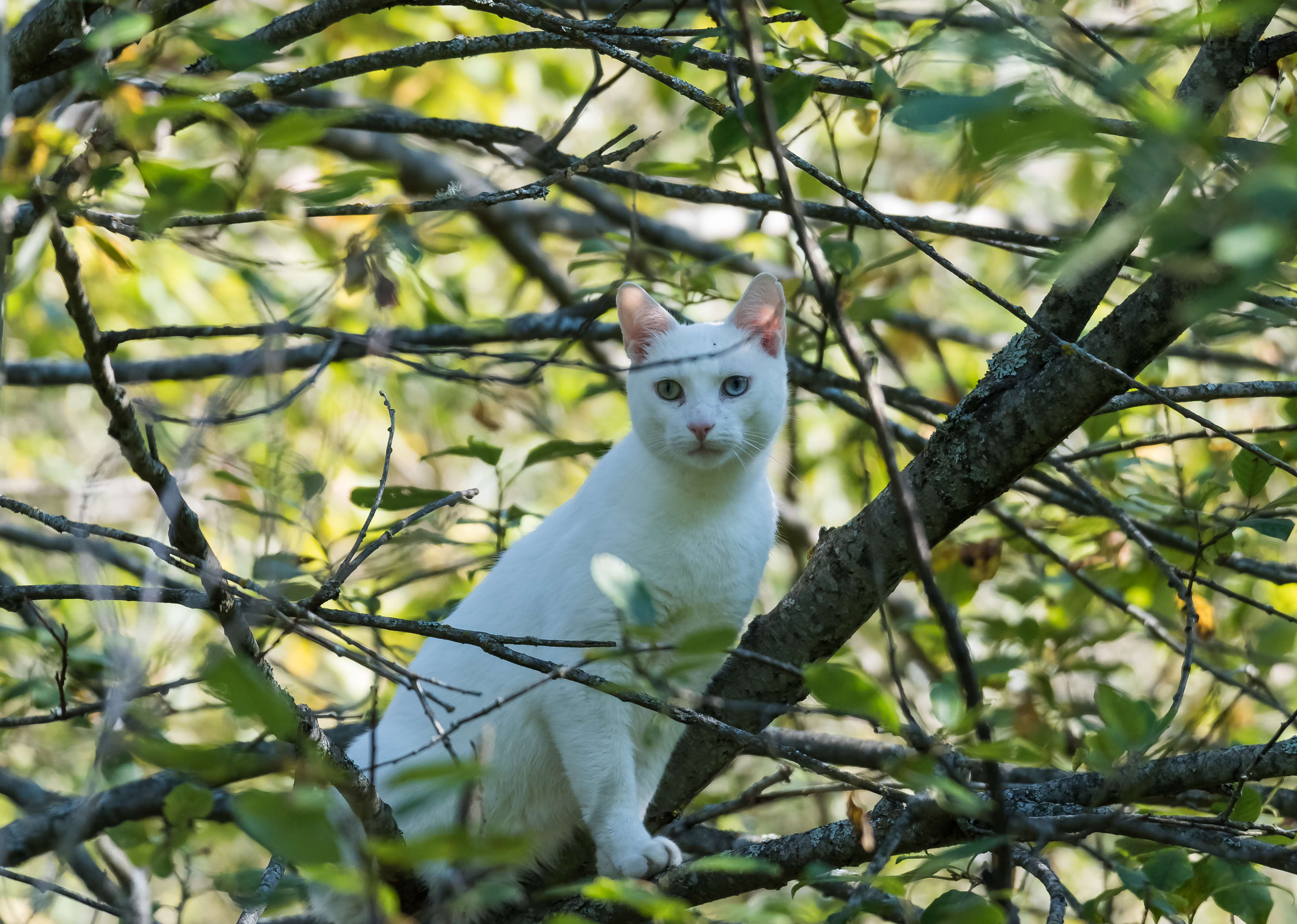 Free download wallpaper Wood, Tree, Branches, Animals, Cat on your PC desktop