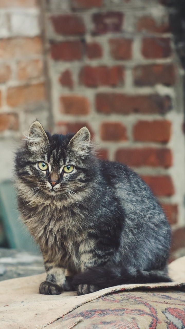 Handy-Wallpaper Tiere, Katzen, Katze, Starren kostenlos herunterladen.