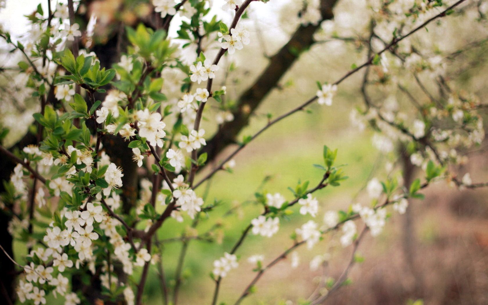 Скачать картинку Природа, Сад, Цветение, Весна, Вишня в телефон бесплатно.