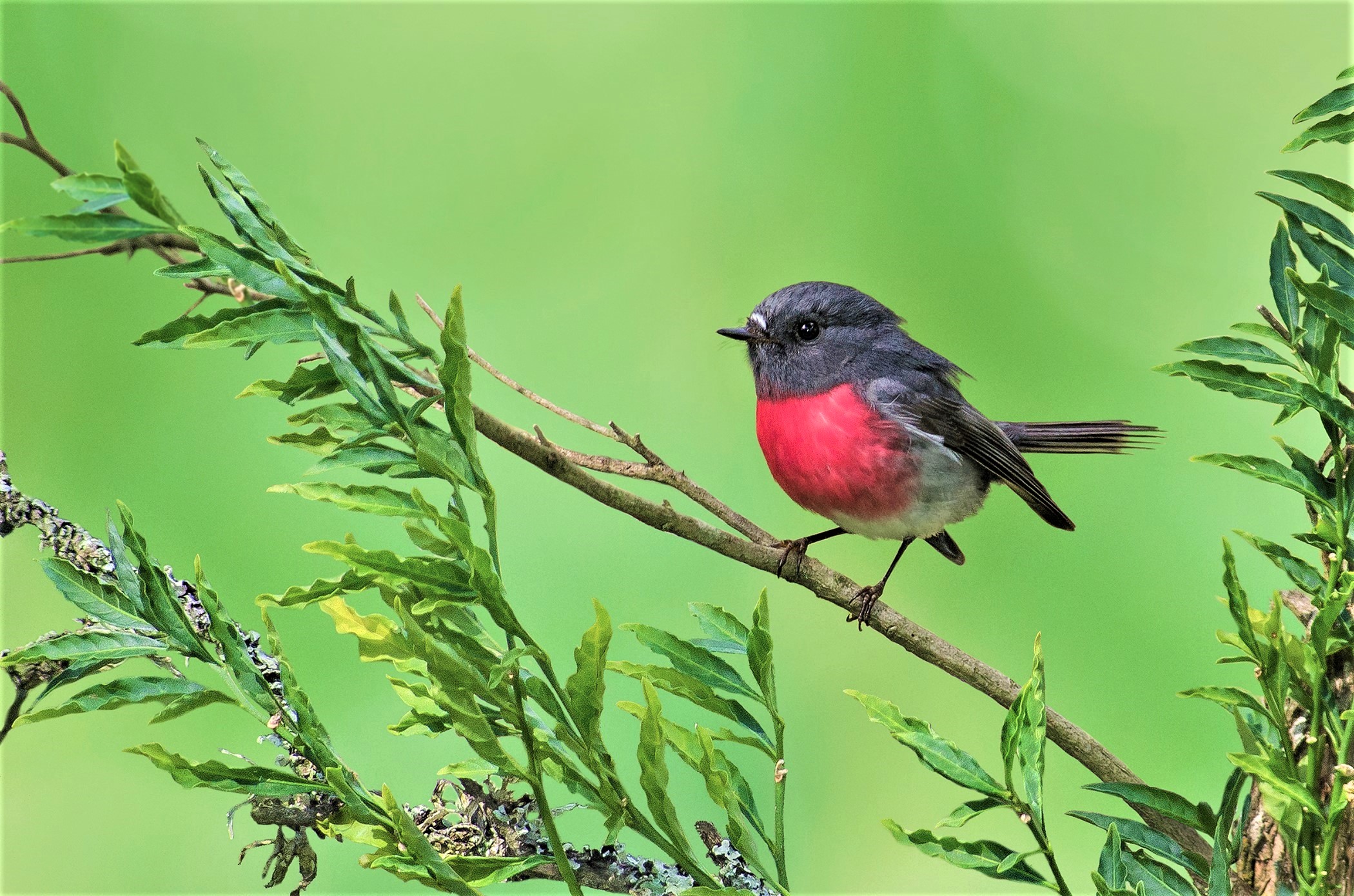 Laden Sie das Tiere, Vögel, Vogel, Ast, Frühling, Unruhiger Fliegenschnäpper-Bild kostenlos auf Ihren PC-Desktop herunter