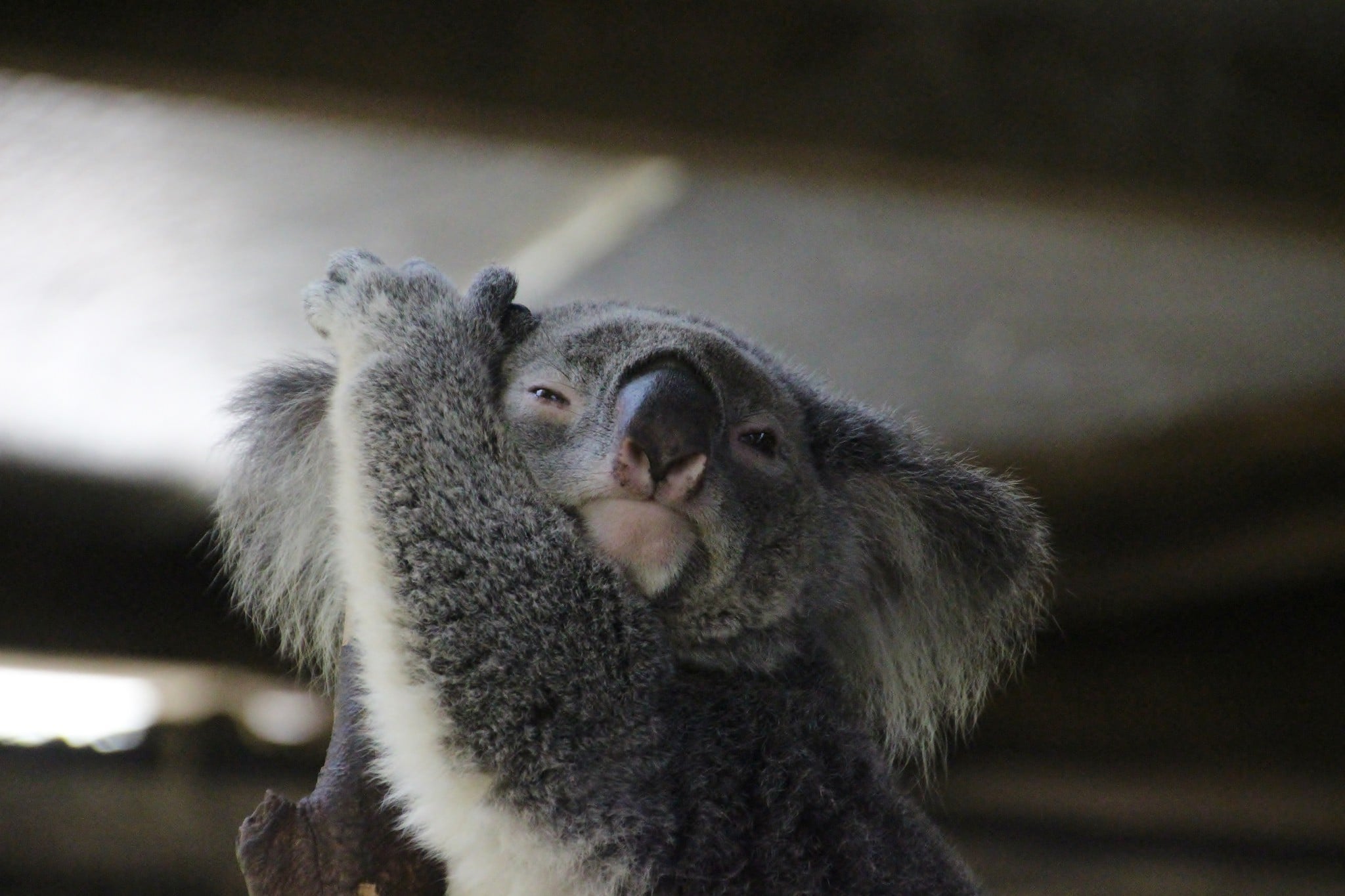 Free download wallpaper Animal, Koala on your PC desktop