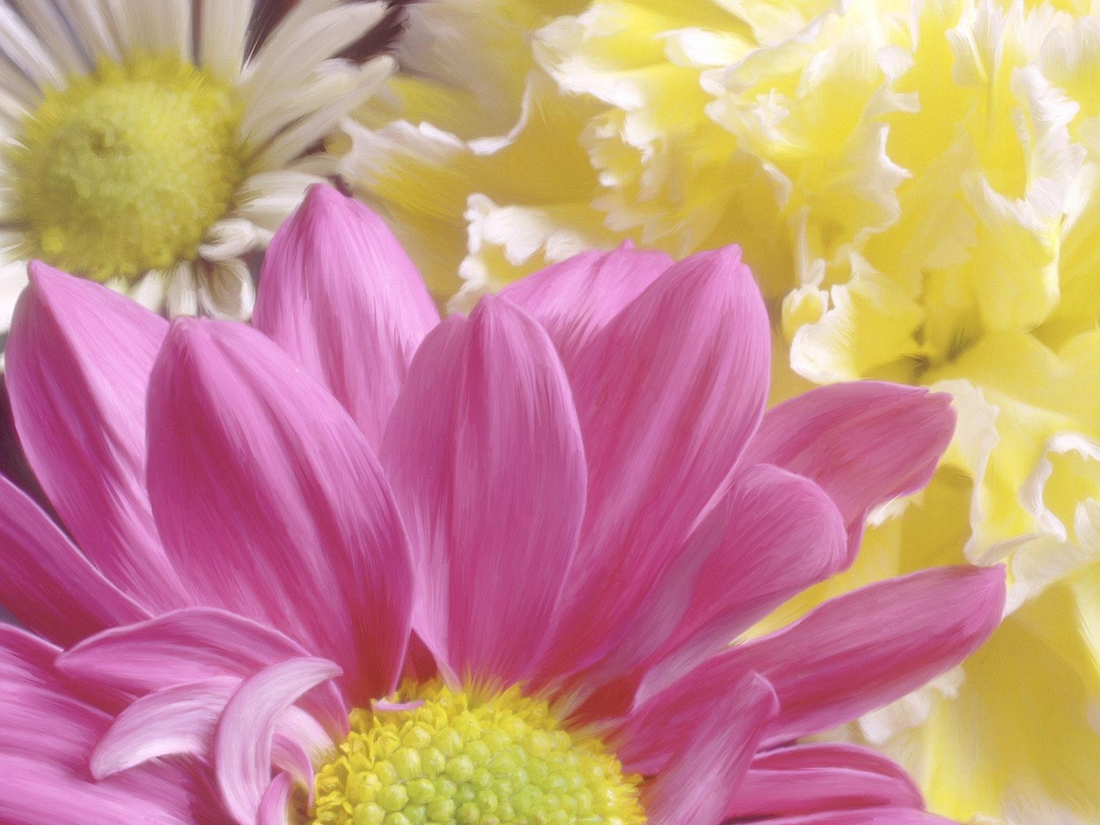 8653 descargar fondo de pantalla crisantemo, plantas, flores, imágenes: protectores de pantalla e imágenes gratis