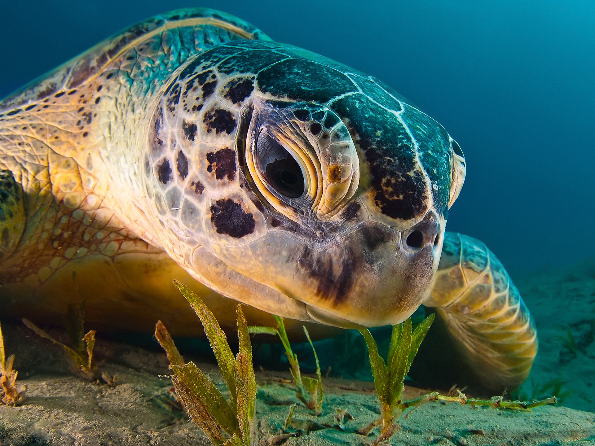 Download mobile wallpaper Turtles, Close Up, Animal, Turtle, Sea Life for free.