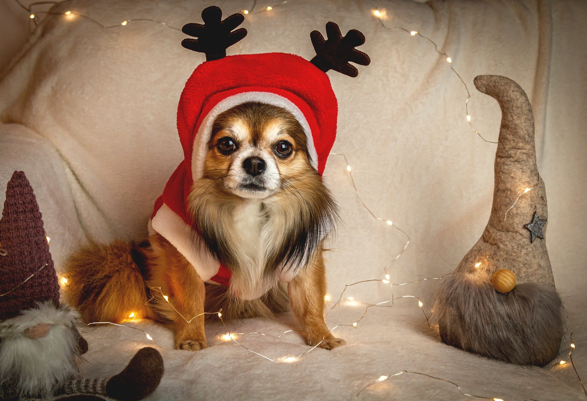 Laden Sie das Tiere, Hunde, Hund, Chihuahua-Bild kostenlos auf Ihren PC-Desktop herunter