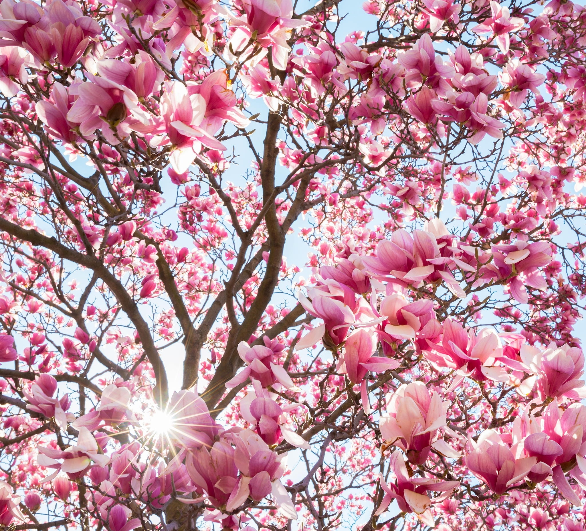 396677 descargar imagen tierra/naturaleza, florecer, flor, magnolia, naturaleza, flor rosa, primavera, rayo de sol, flores: fondos de pantalla y protectores de pantalla gratis