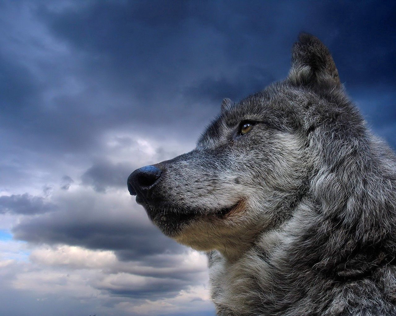Download mobile wallpaper Sight, Animals, Opinion, Muzzle, Sky, Wolf for free.