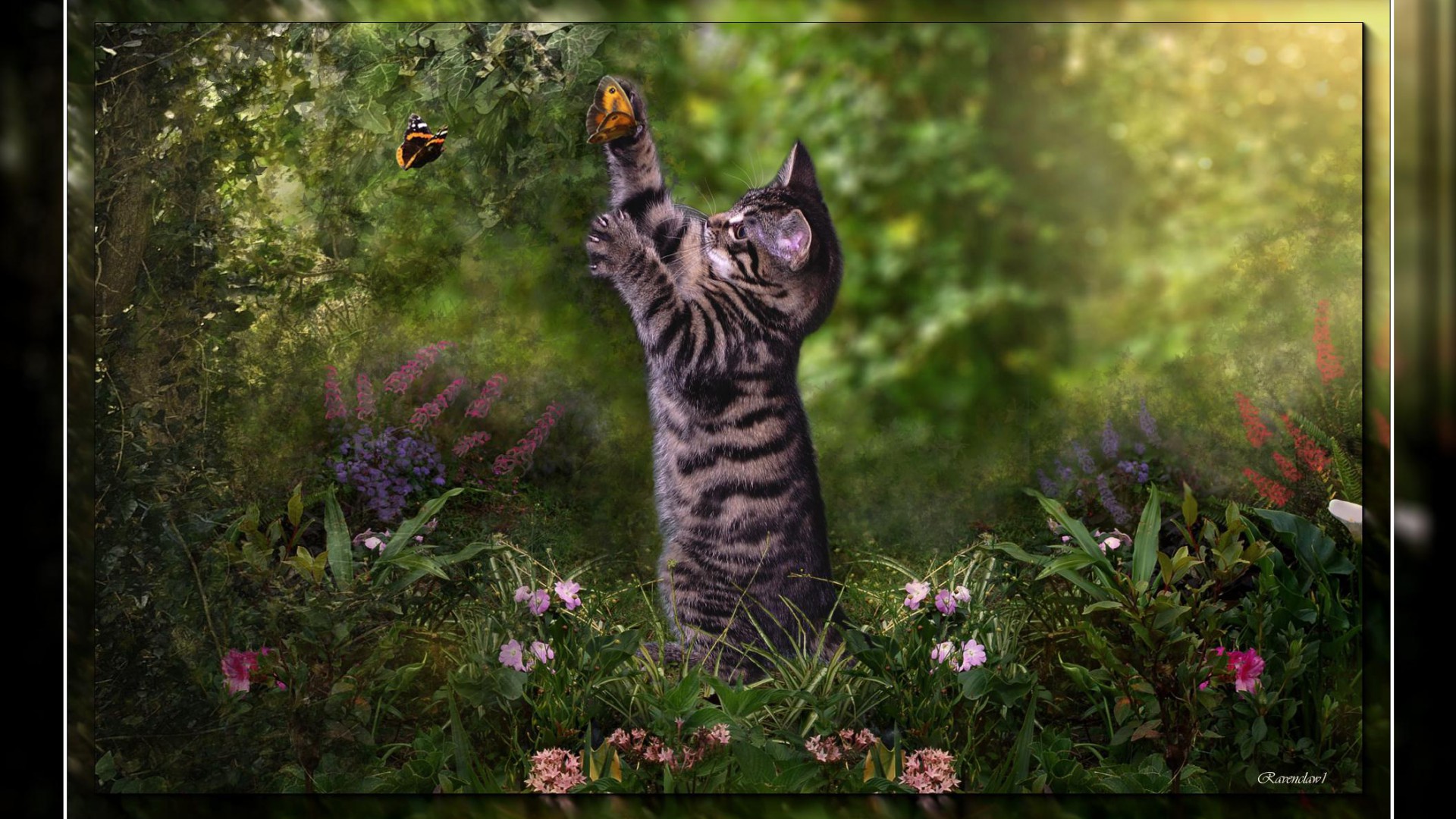 Free download wallpaper Cat, Cats, Animal on your PC desktop