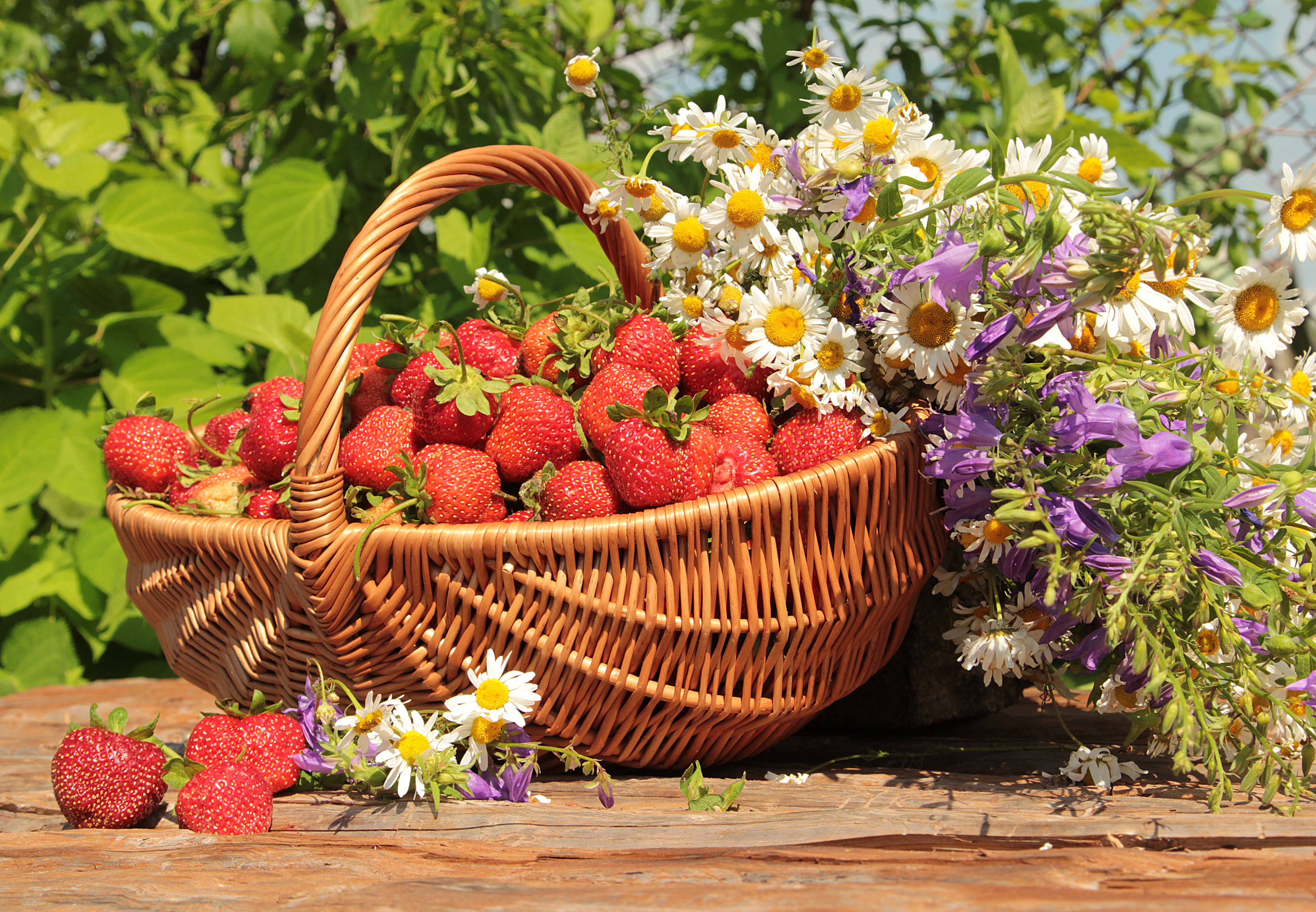 Handy-Wallpaper Erdbeere, Sommer, Blume, Frucht, Korb, Nahrungsmittel, Stillleben, Früchte kostenlos herunterladen.