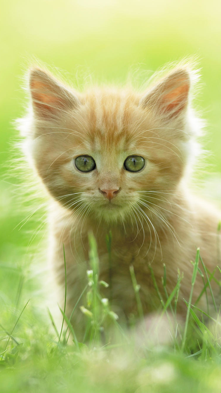 Download mobile wallpaper Cats, Cat, Kitten, Animal, Baby Animal for free.