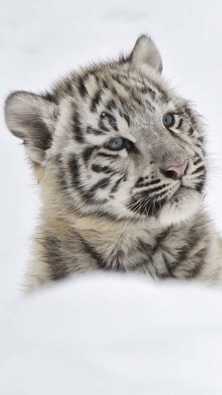 Descarga gratuita de fondo de pantalla para móvil de Animales, Gatos, Tigre Blanco.