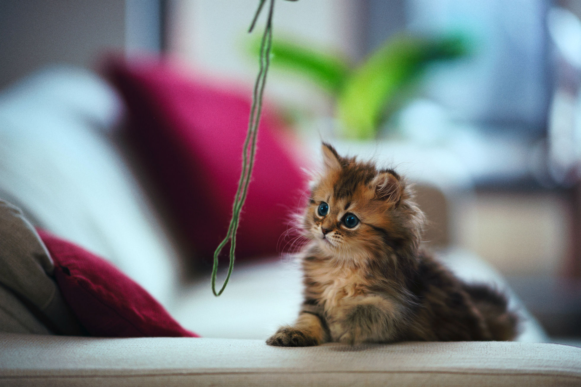 Скачати мобільні шпалери Кошеня, Кішка, Коти, Тварина, Милий безкоштовно.