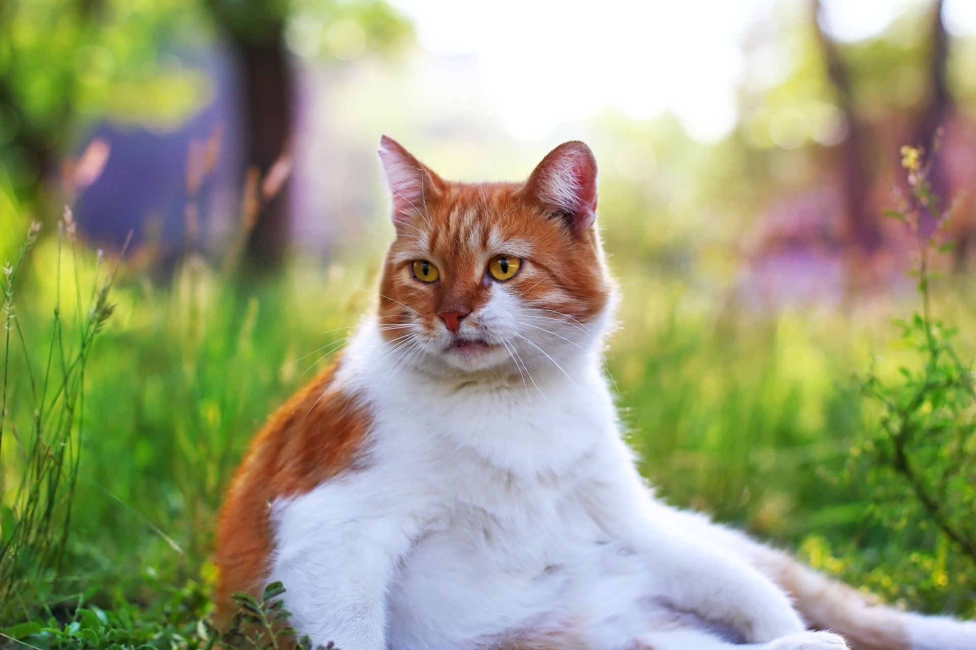 Téléchargez gratuitement l'image Animaux, Chats, Chat sur le bureau de votre PC