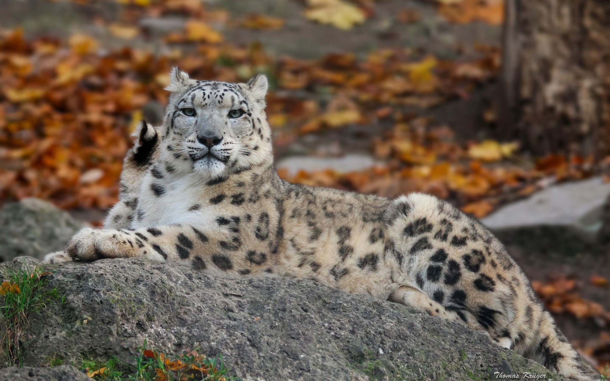Handy-Wallpaper Schneeleopard, Katzen, Herbst, Tiere kostenlos herunterladen.